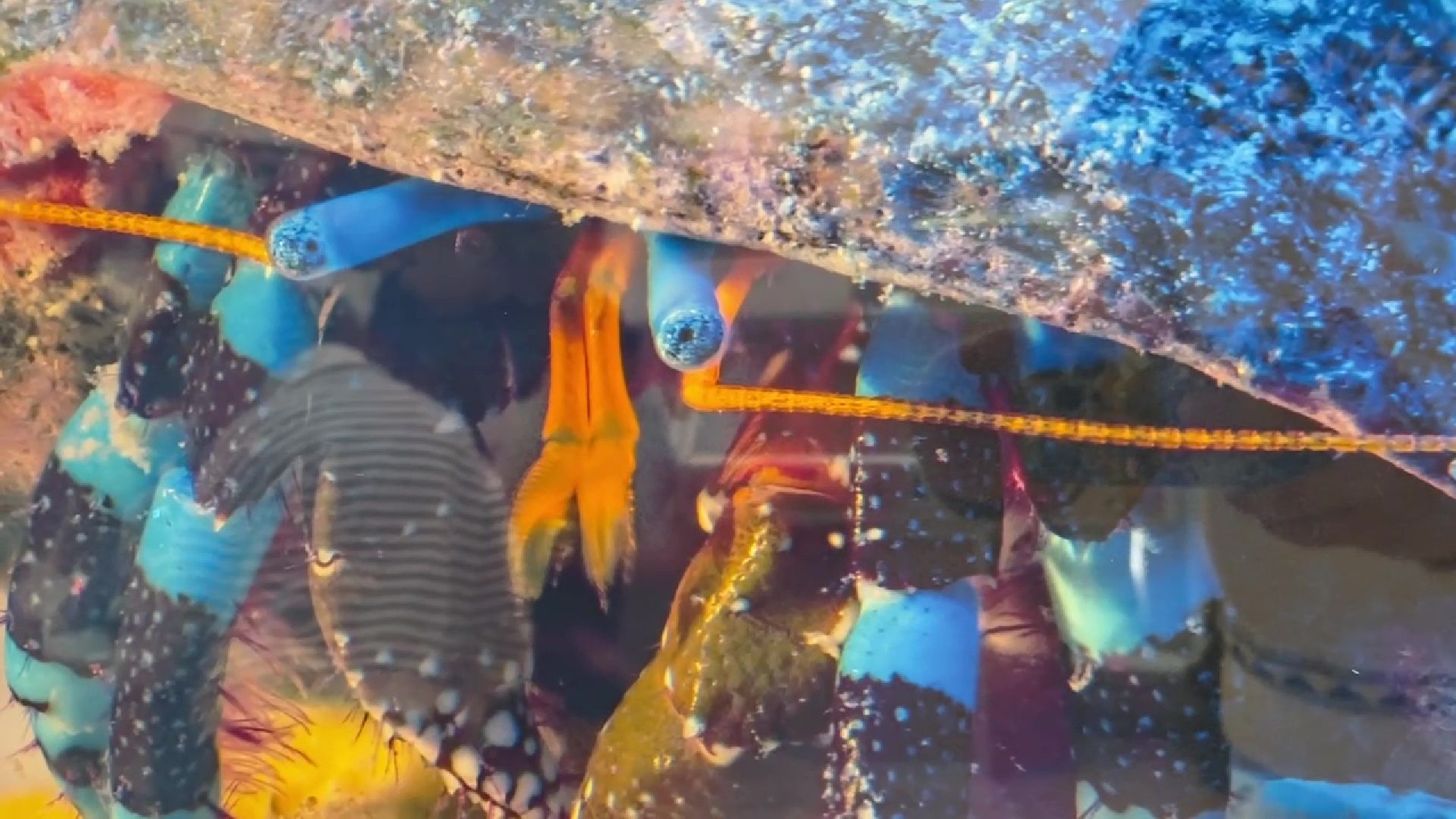 Реутов, музей, выставка, микрофото,