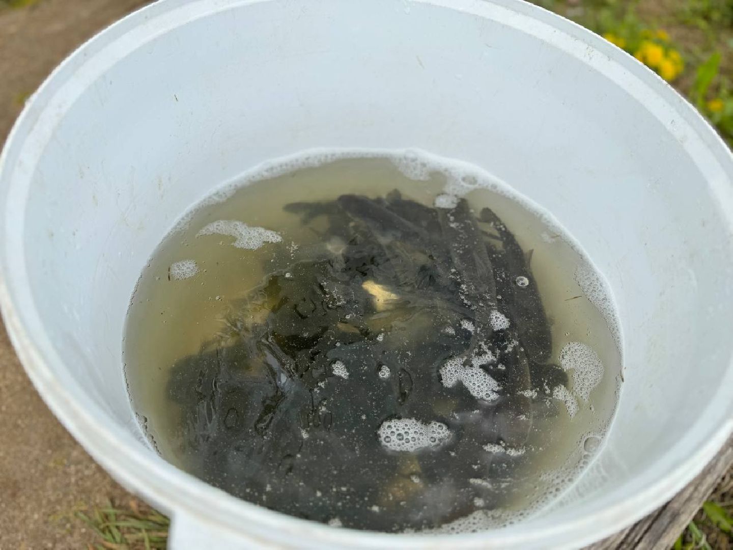 рыбхоз, рыба, пруд, городской округ Восход,