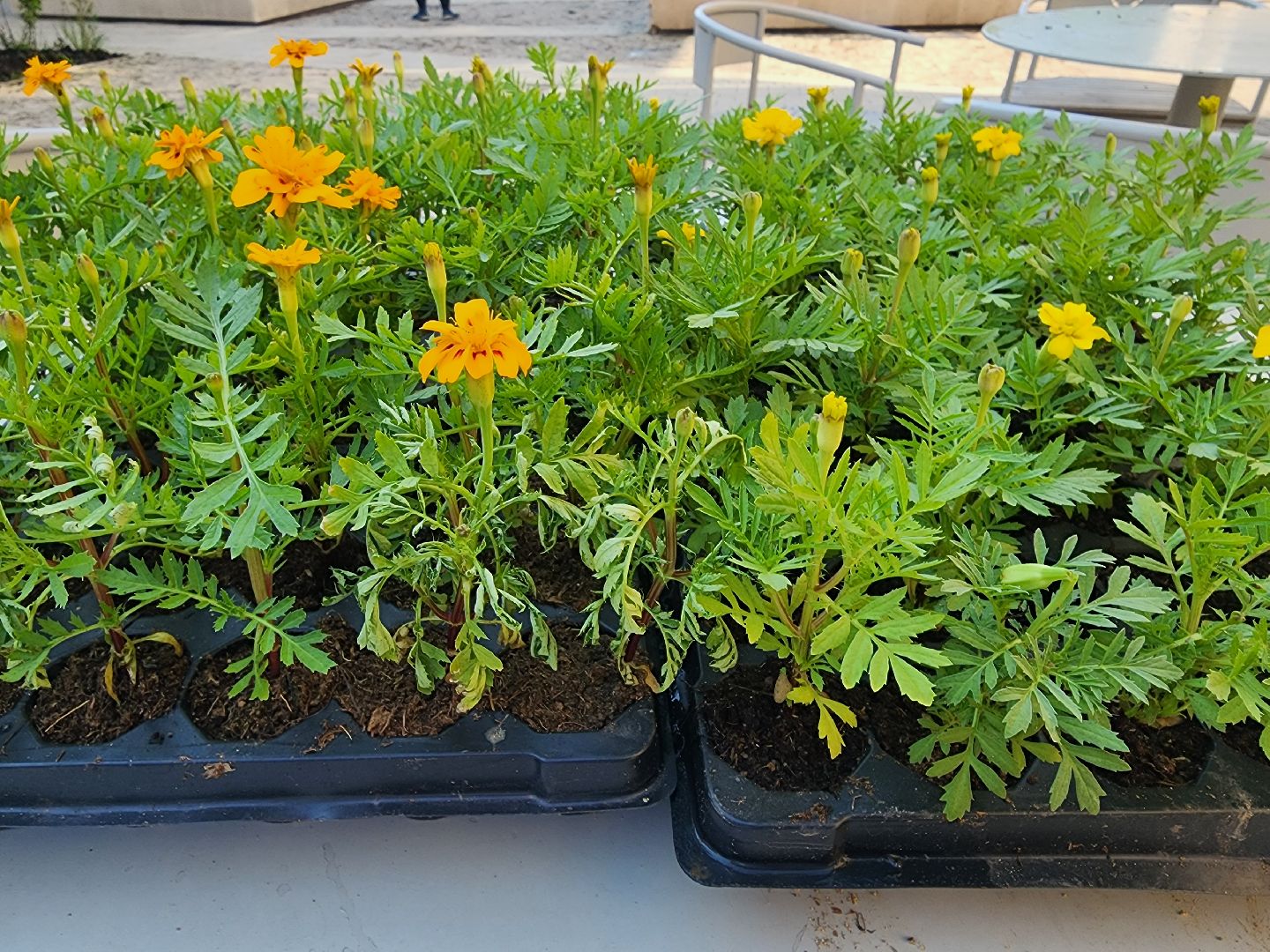 Звенигород, Благоустройство, озеленение,