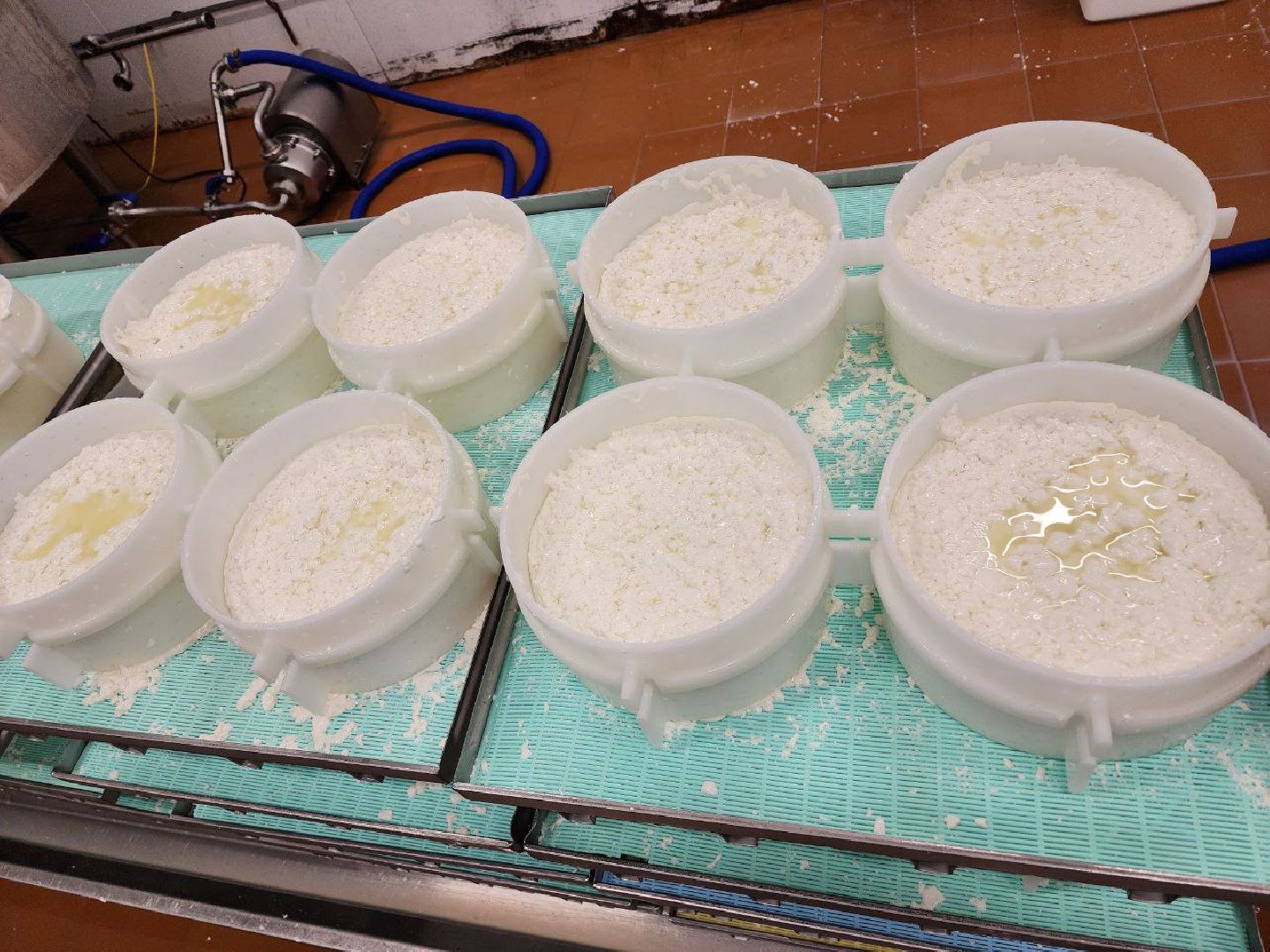 чехов, экономика, сыроварня, импортозамещение, производство,