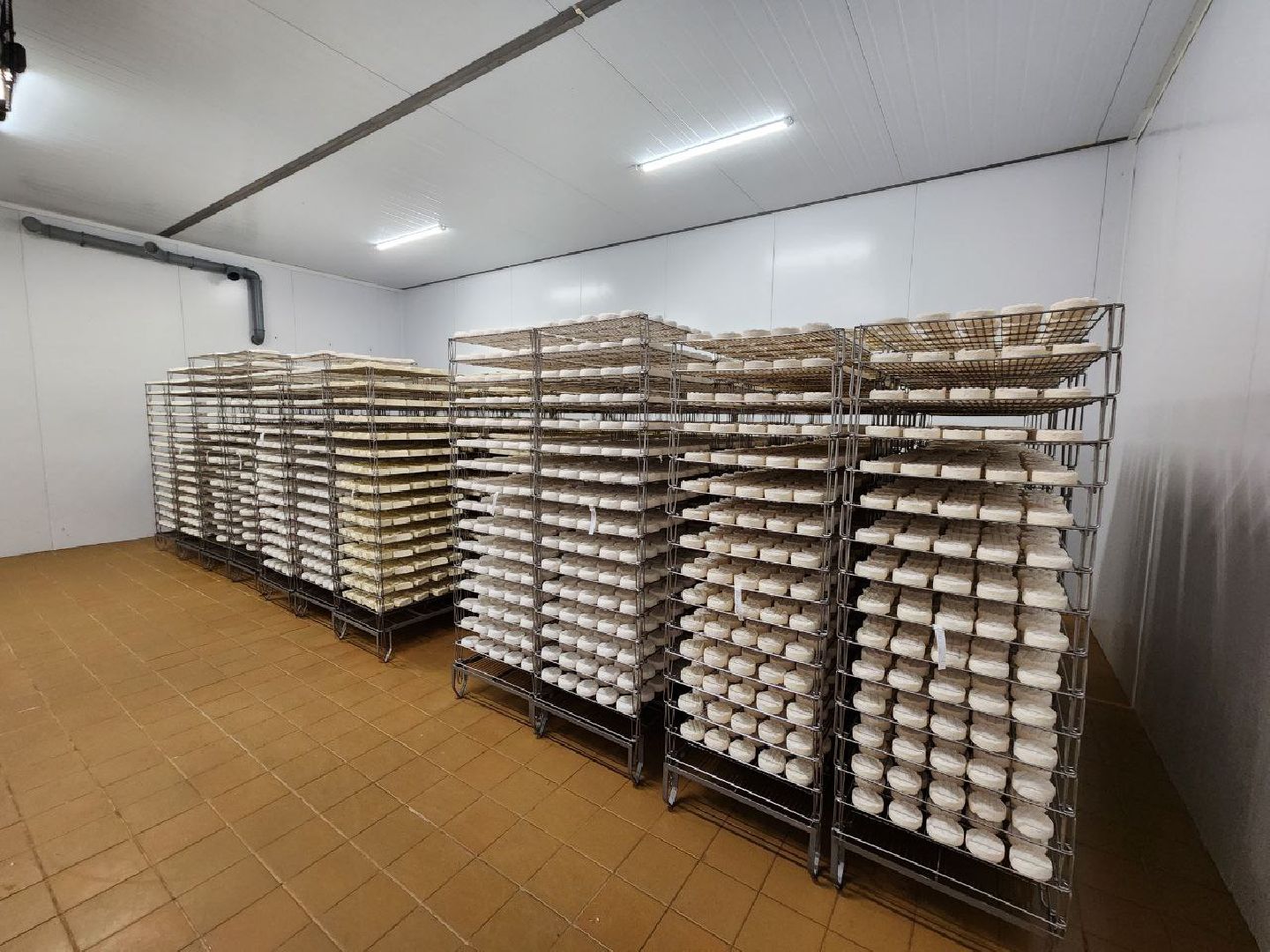 чехов, экономика, сыроварня, импортозамещение, производство,