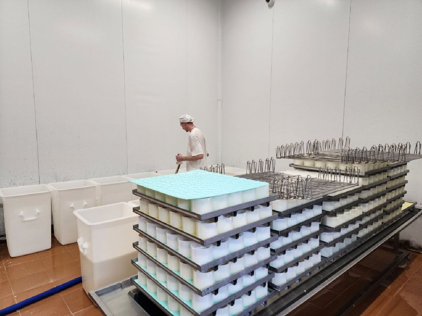 чехов, экономика, сыроварня, импортозамещение, производство,