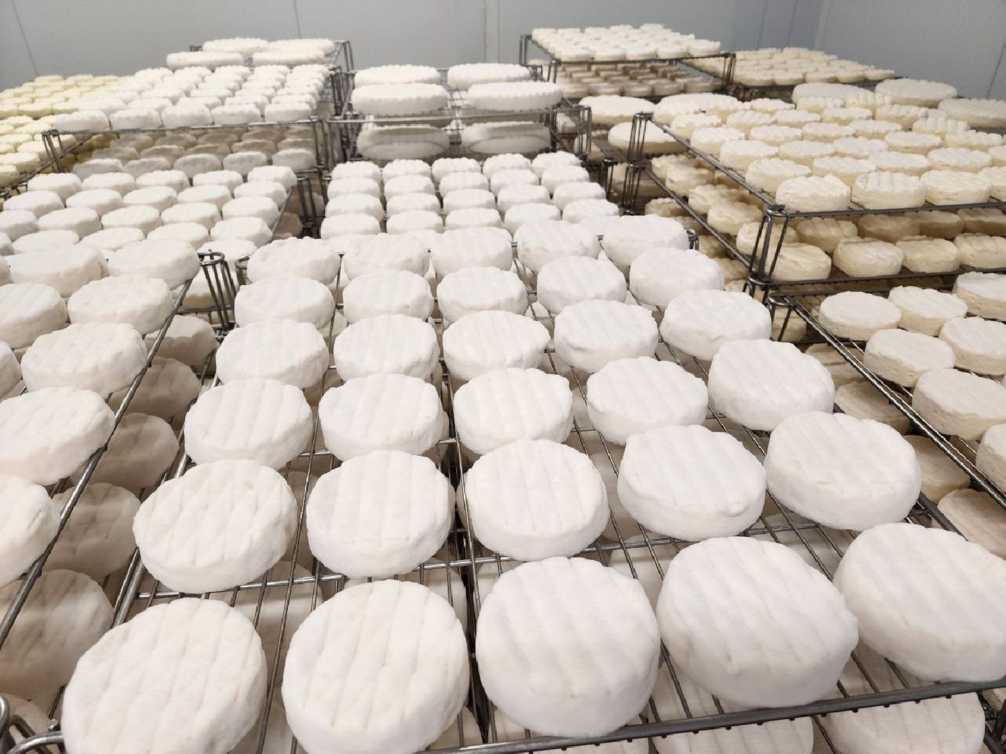 чехов, экономика, сыроварня, импортозамещение, производство,