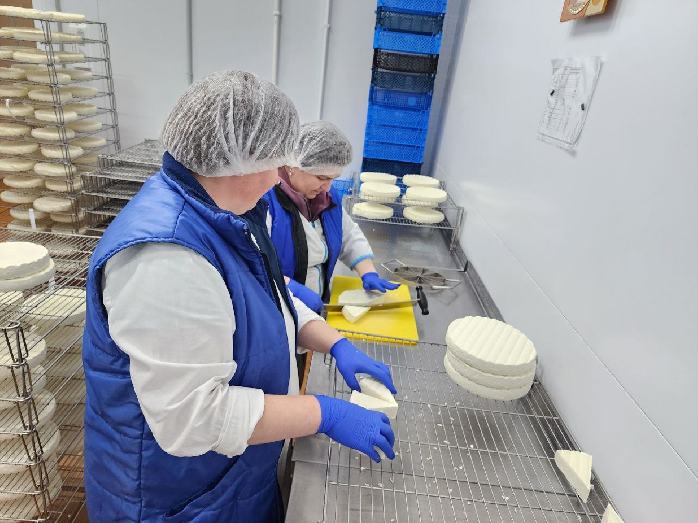 чехов, экономика, сыроварня, импортозамещение, производство,