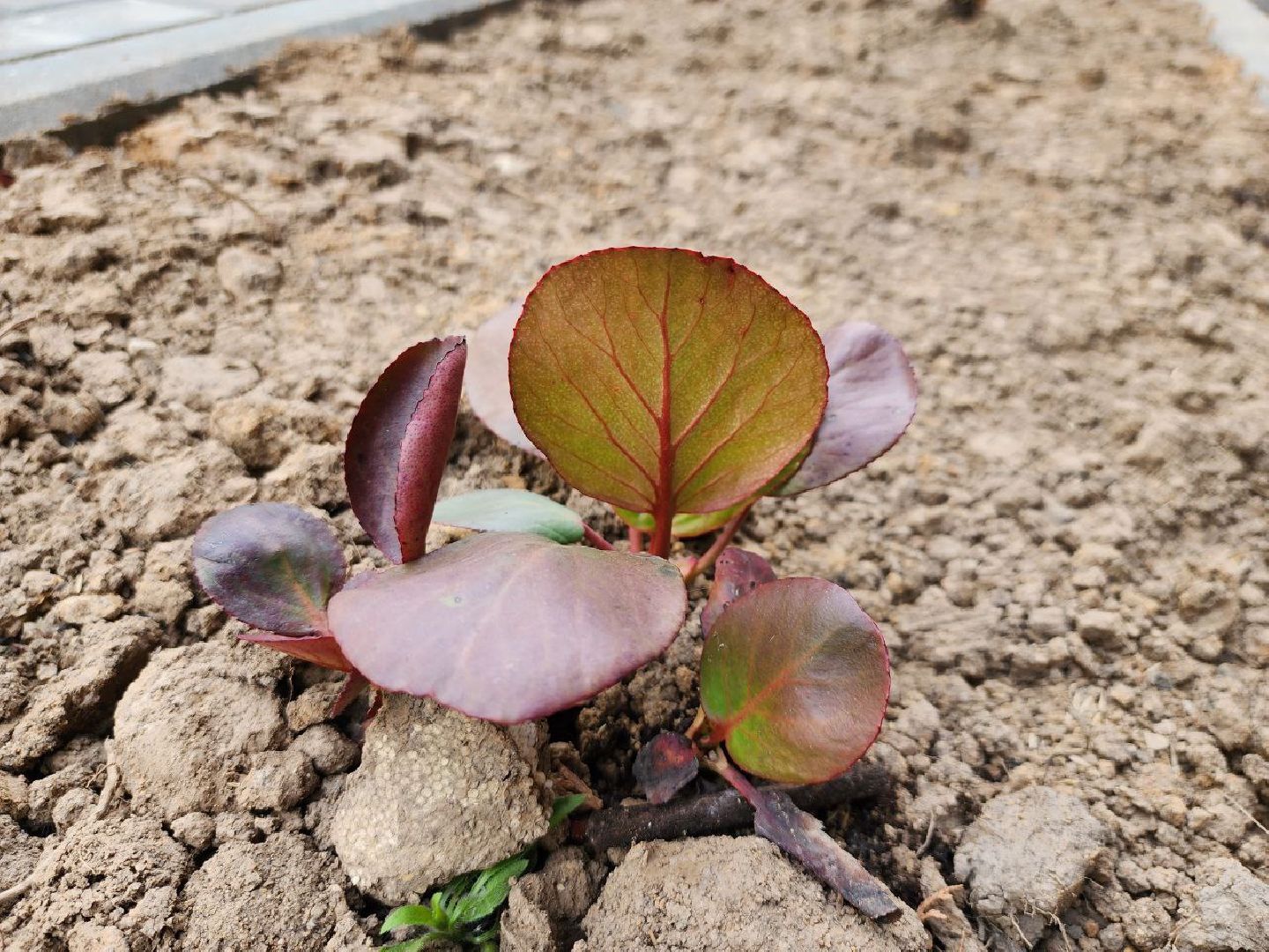 можайск, можайский городской округ, подмосковье, строительство, дворец спорта, арсенал, фок, спортивный объект, школа олимпийского резерва по самбо и дзюдо,