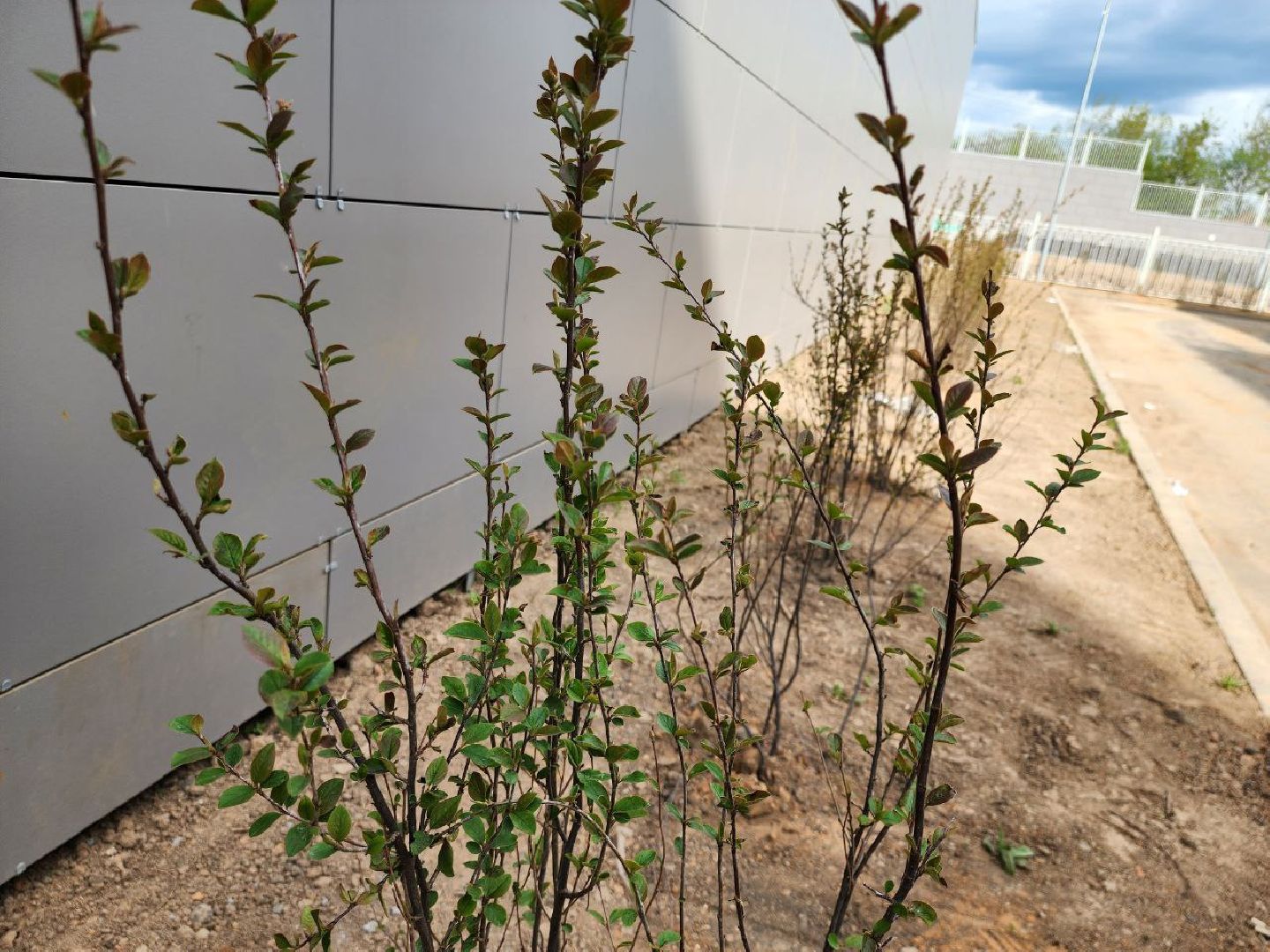 можайск, можайский городской округ, подмосковье, строительство, дворец спорта, арсенал, фок, спортивный объект, школа олимпийского резерва по самбо и дзюдо,