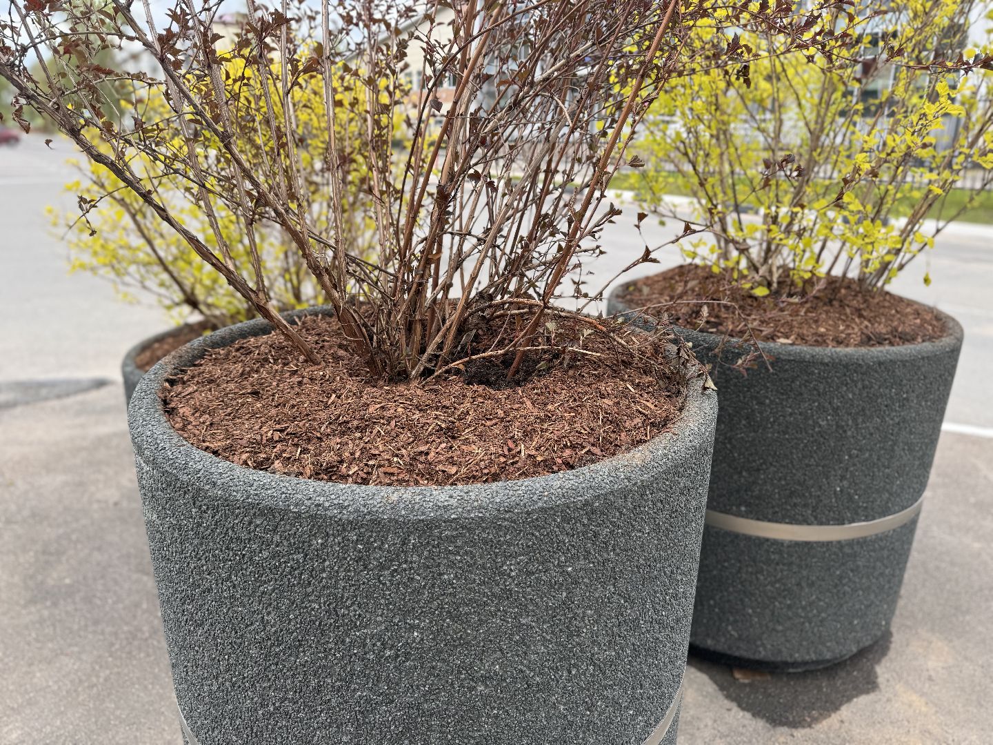 шаховская, посадка деревьев, благоуйстройство,