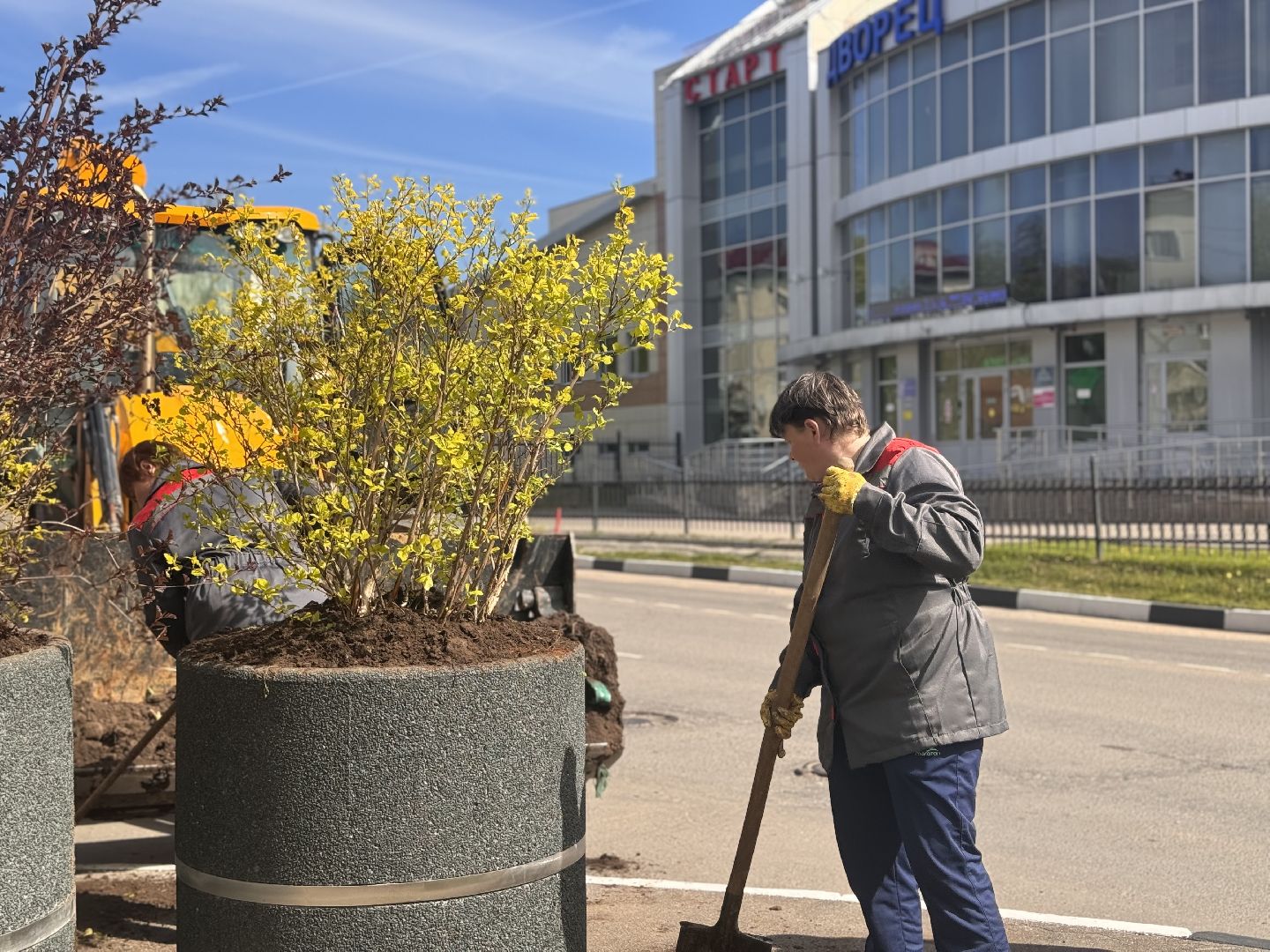 шаховская, посадка деревьев, благоуйстройство,