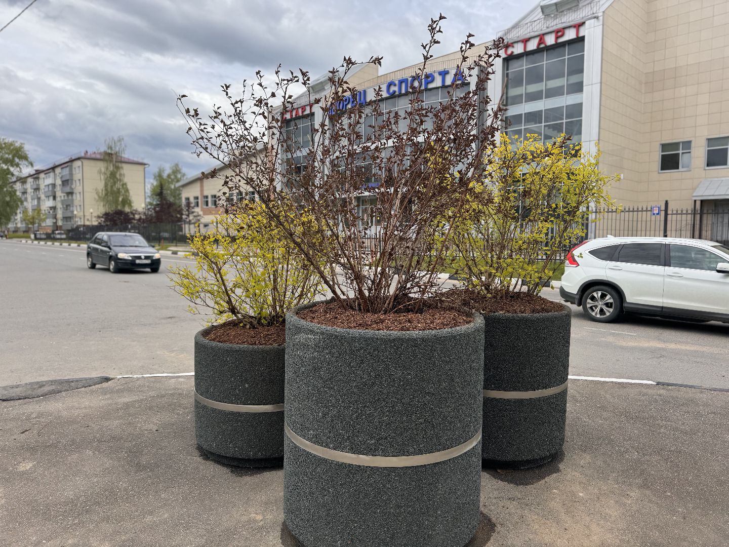 шаховская, посадка деревьев, благоуйстройство,