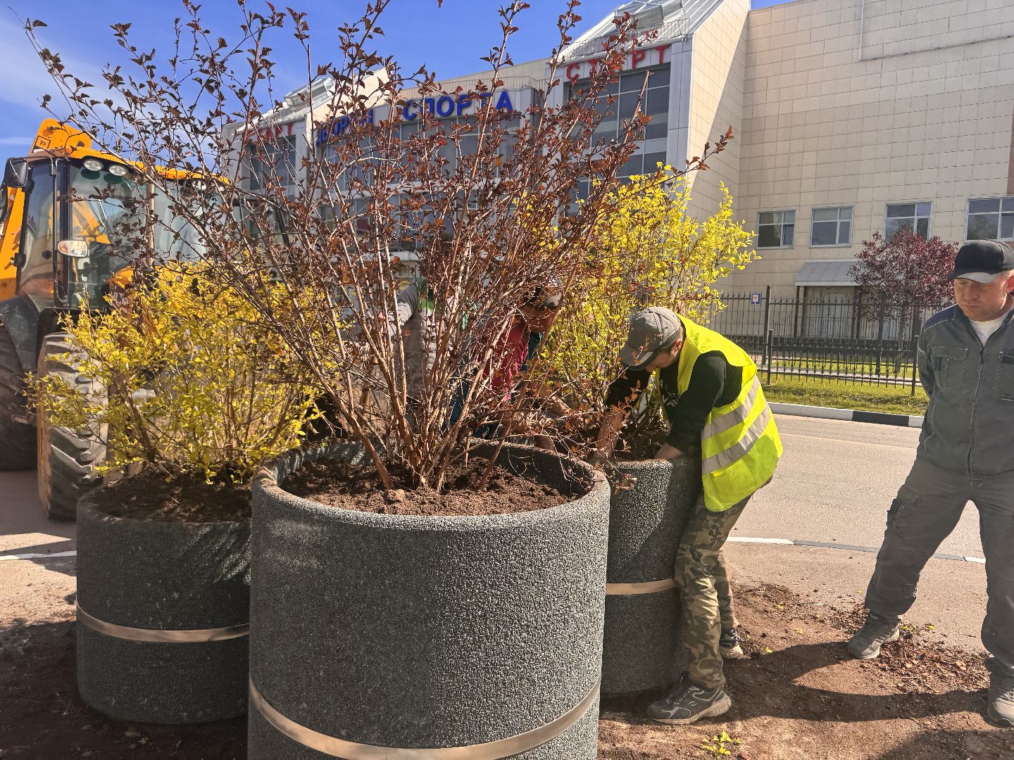 шаховская, посадка деревьев, благоуйстройство,