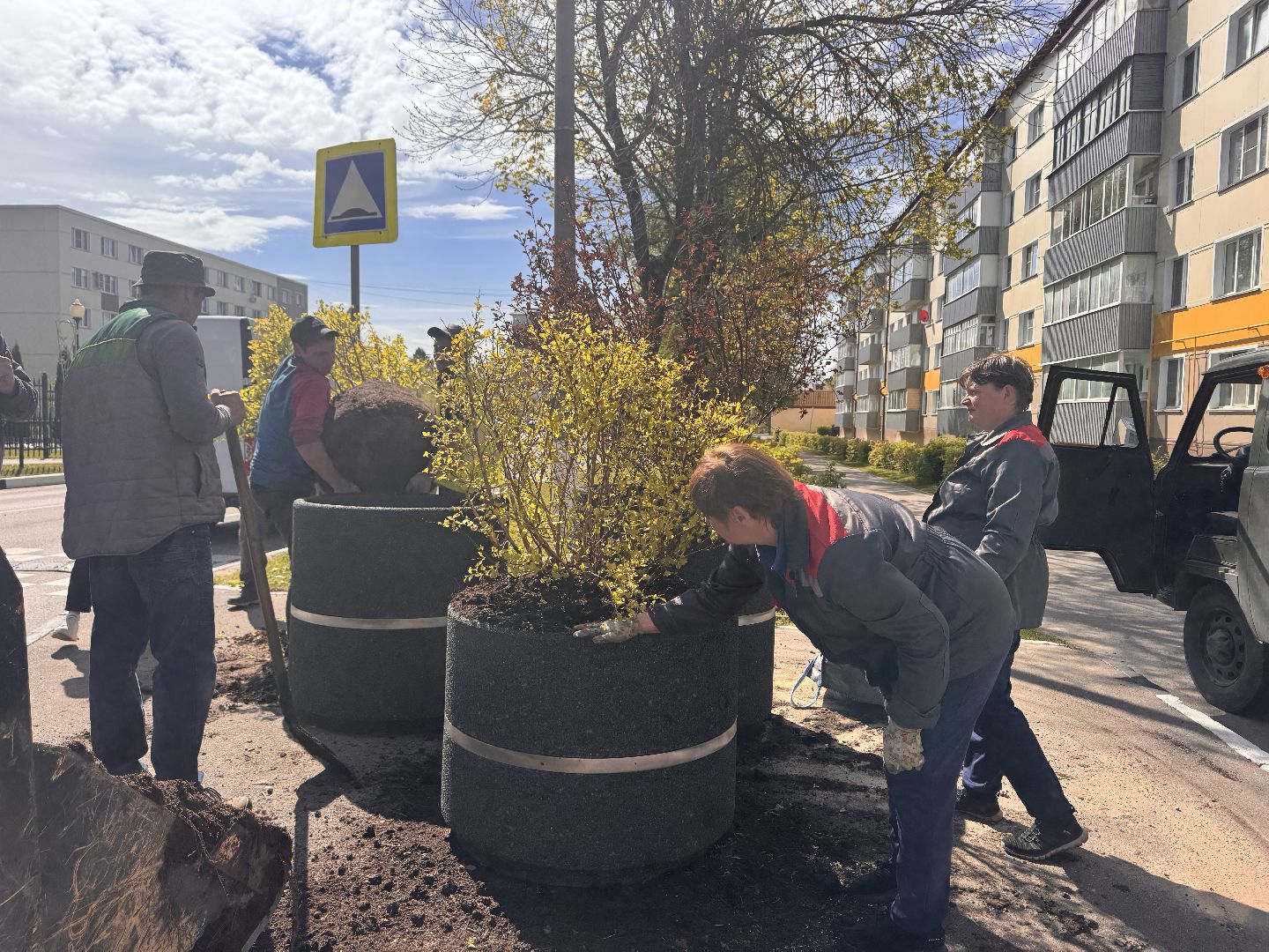 шаховская, посадка деревьев, благоуйстройство,