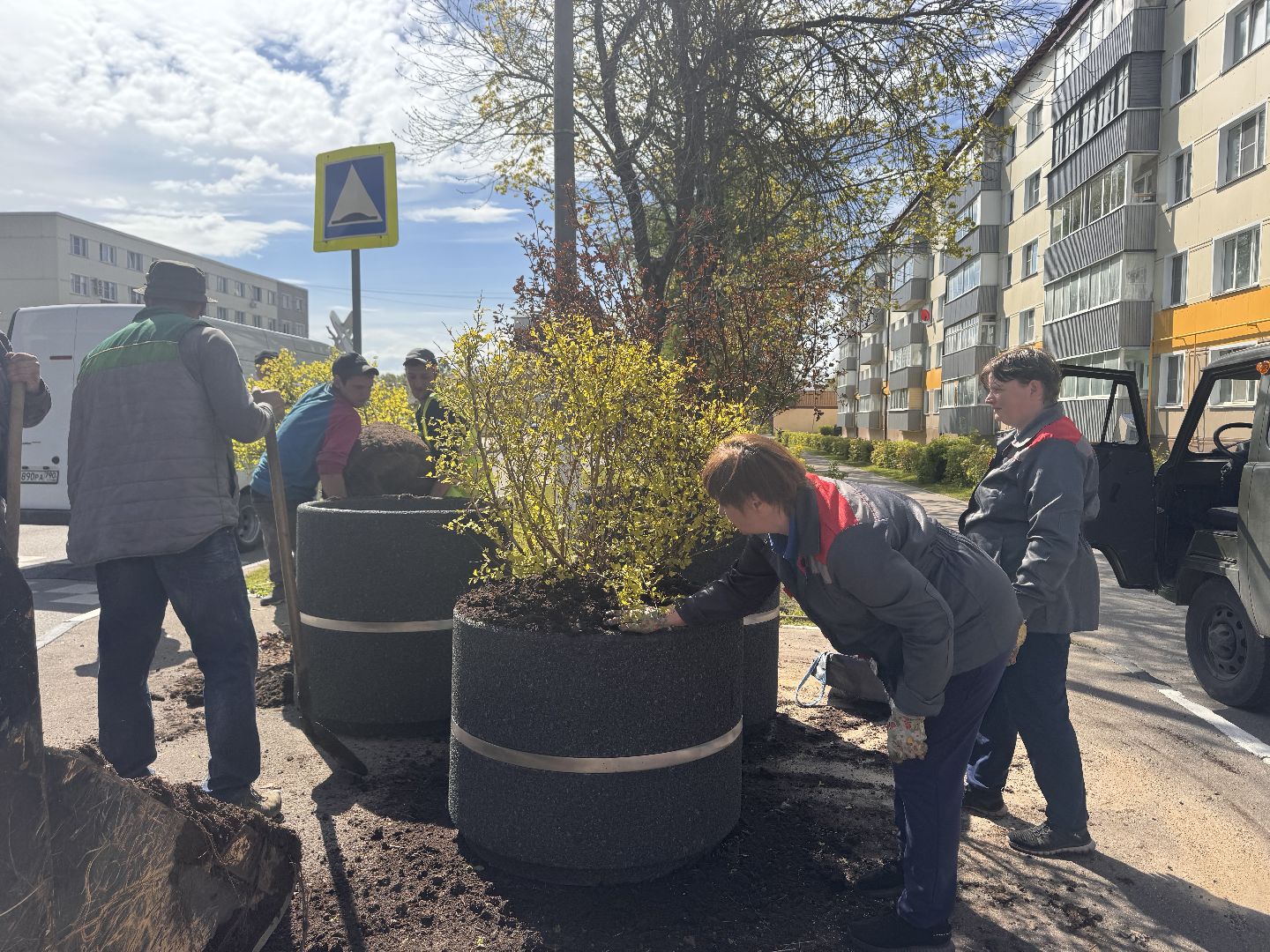 шаховская, посадка деревьев, благоуйстройство,