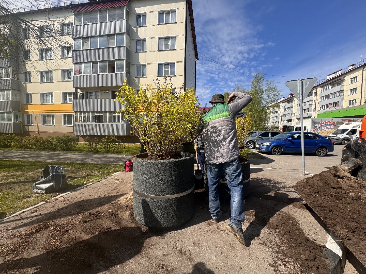 шаховская, посадка деревьев, благоуйстройство,