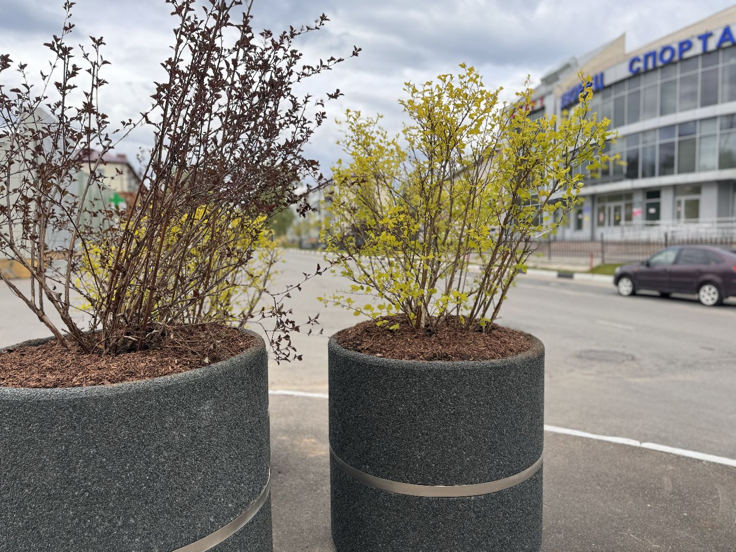 шаховская, посадка деревьев, благоуйстройство,