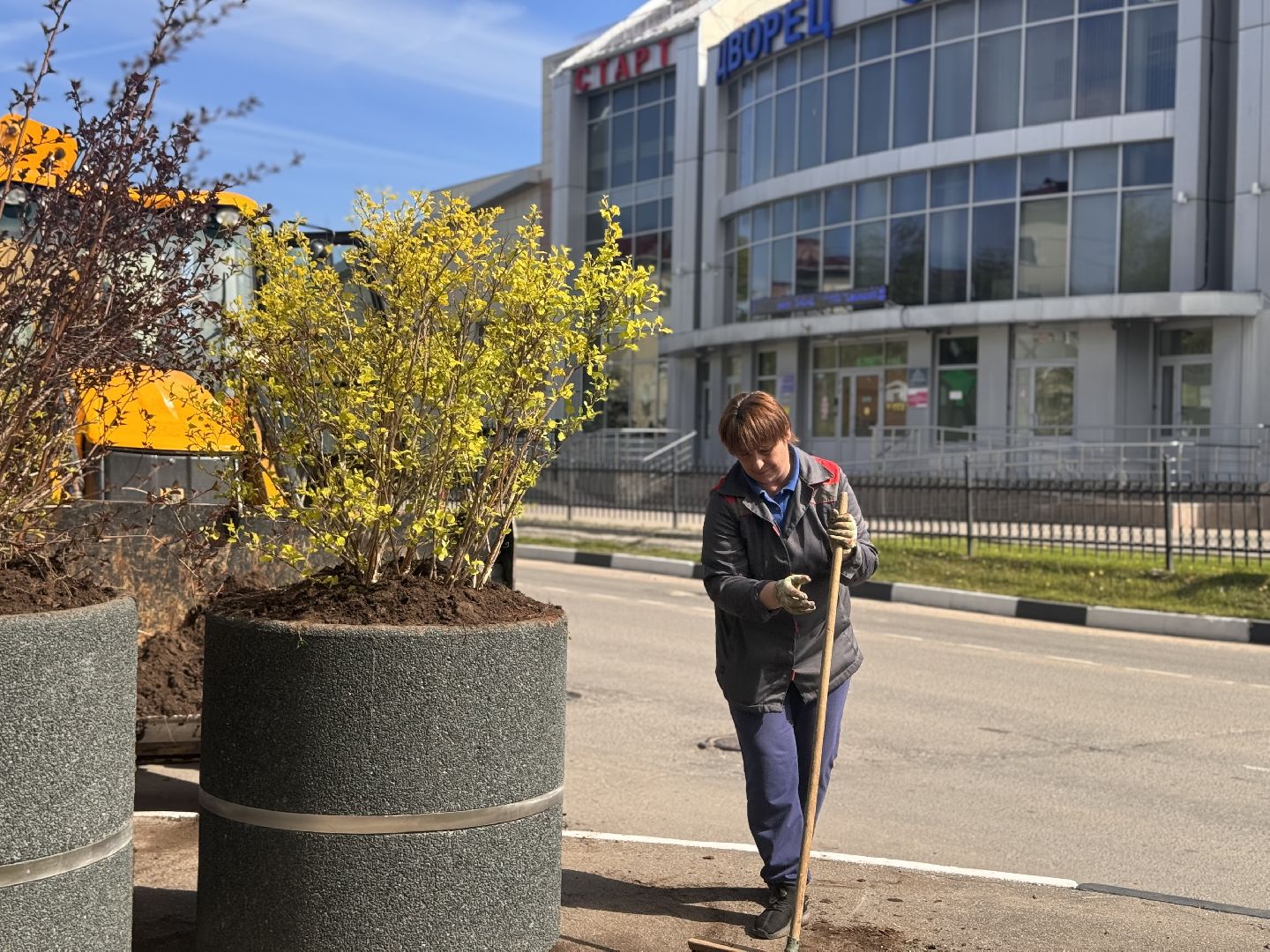 шаховская, посадка деревьев, благоуйстройство,