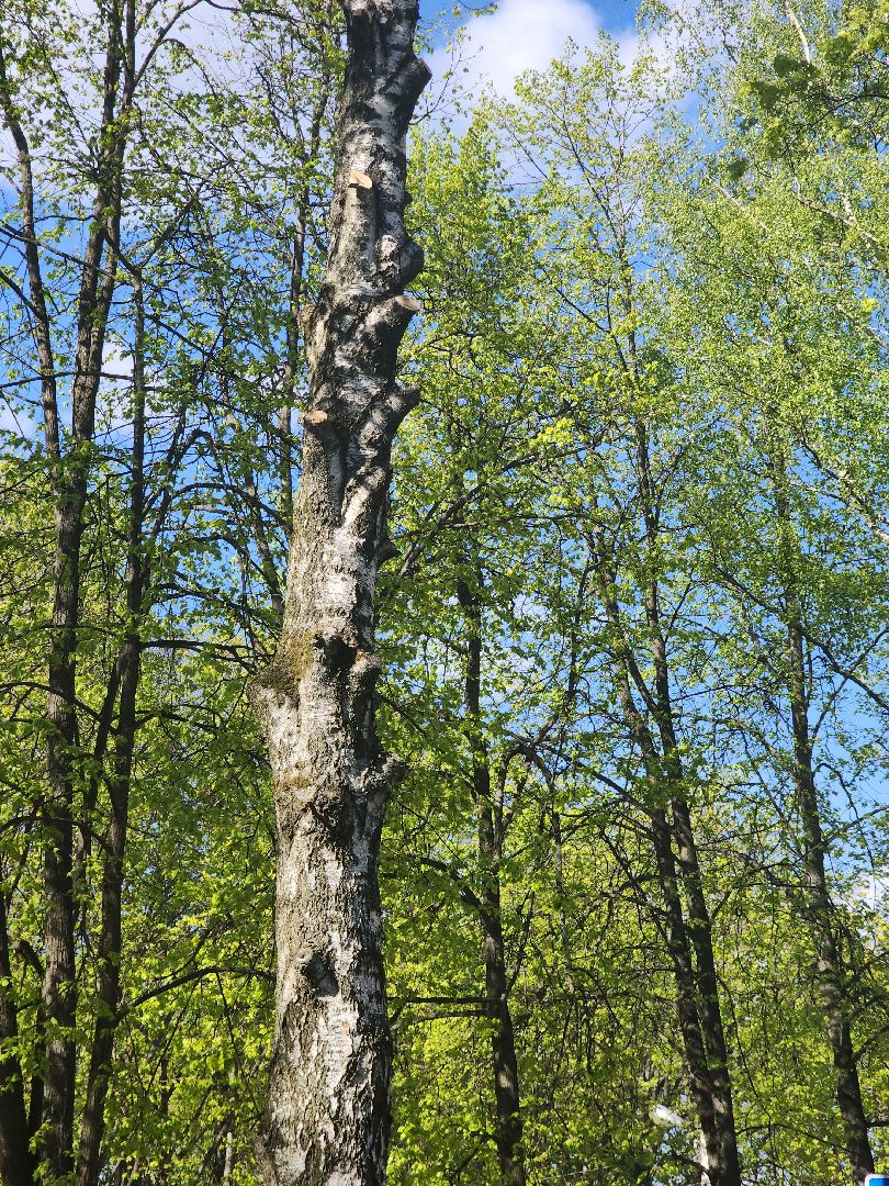 пушкино, благоустройство дворов, сезон благоустройства, комунальная техника, коммунальная служба,