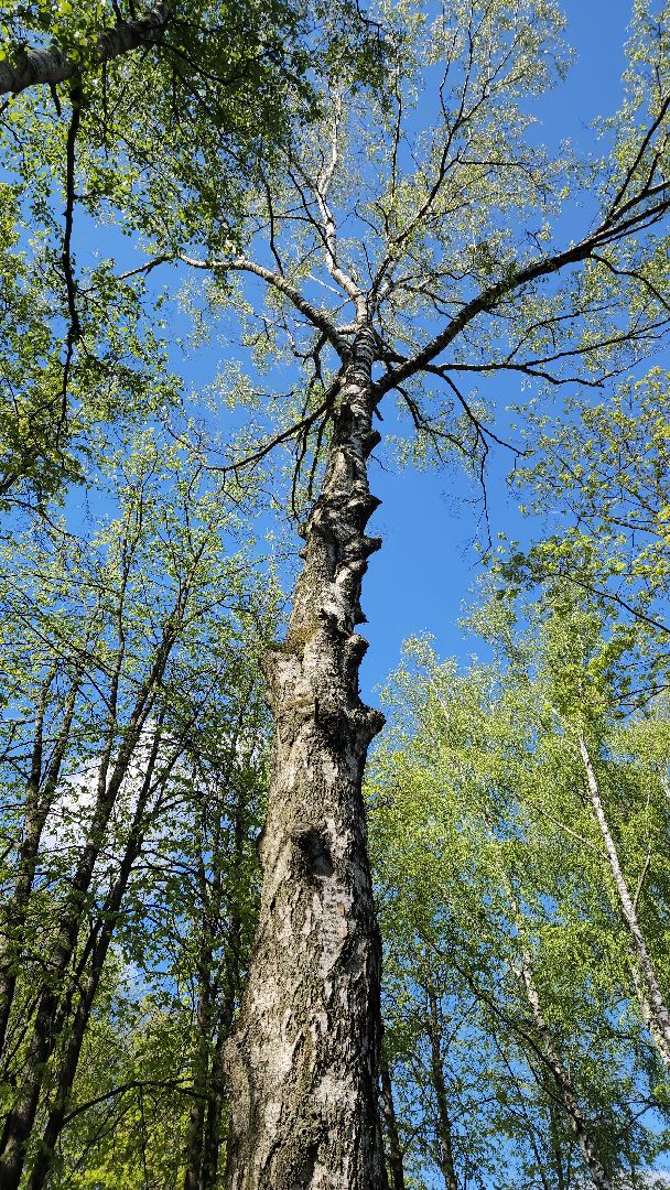 пушкино, благоустройство дворов, сезон благоустройства, комунальная техника, коммунальная служба,