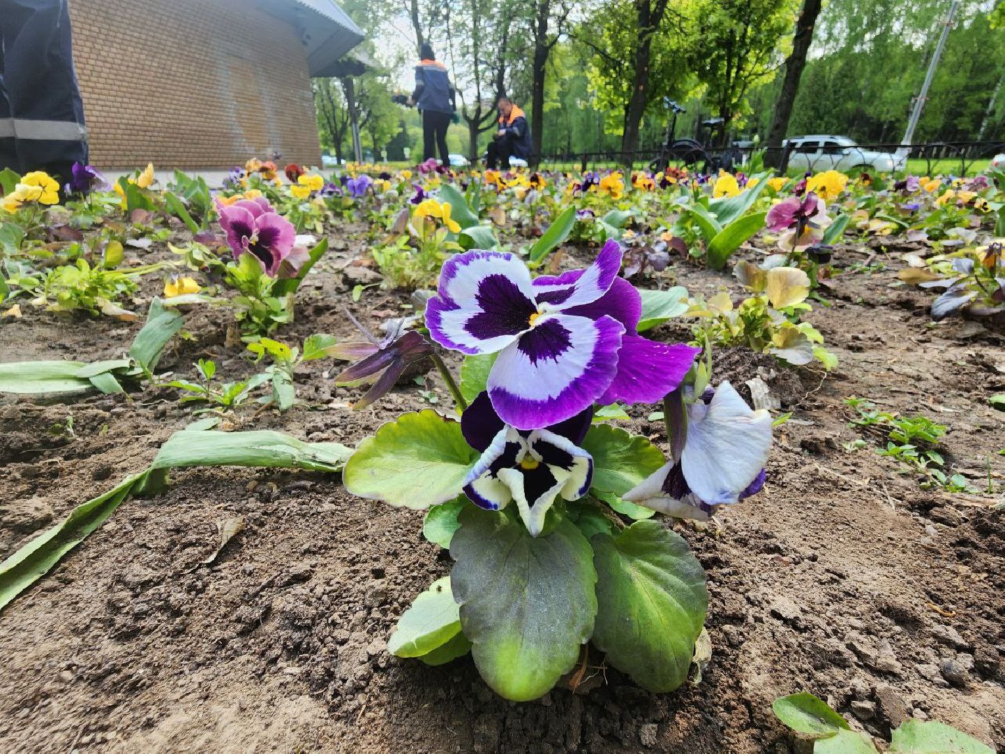 пущино, серпухов, цветы, благоуйстройство,