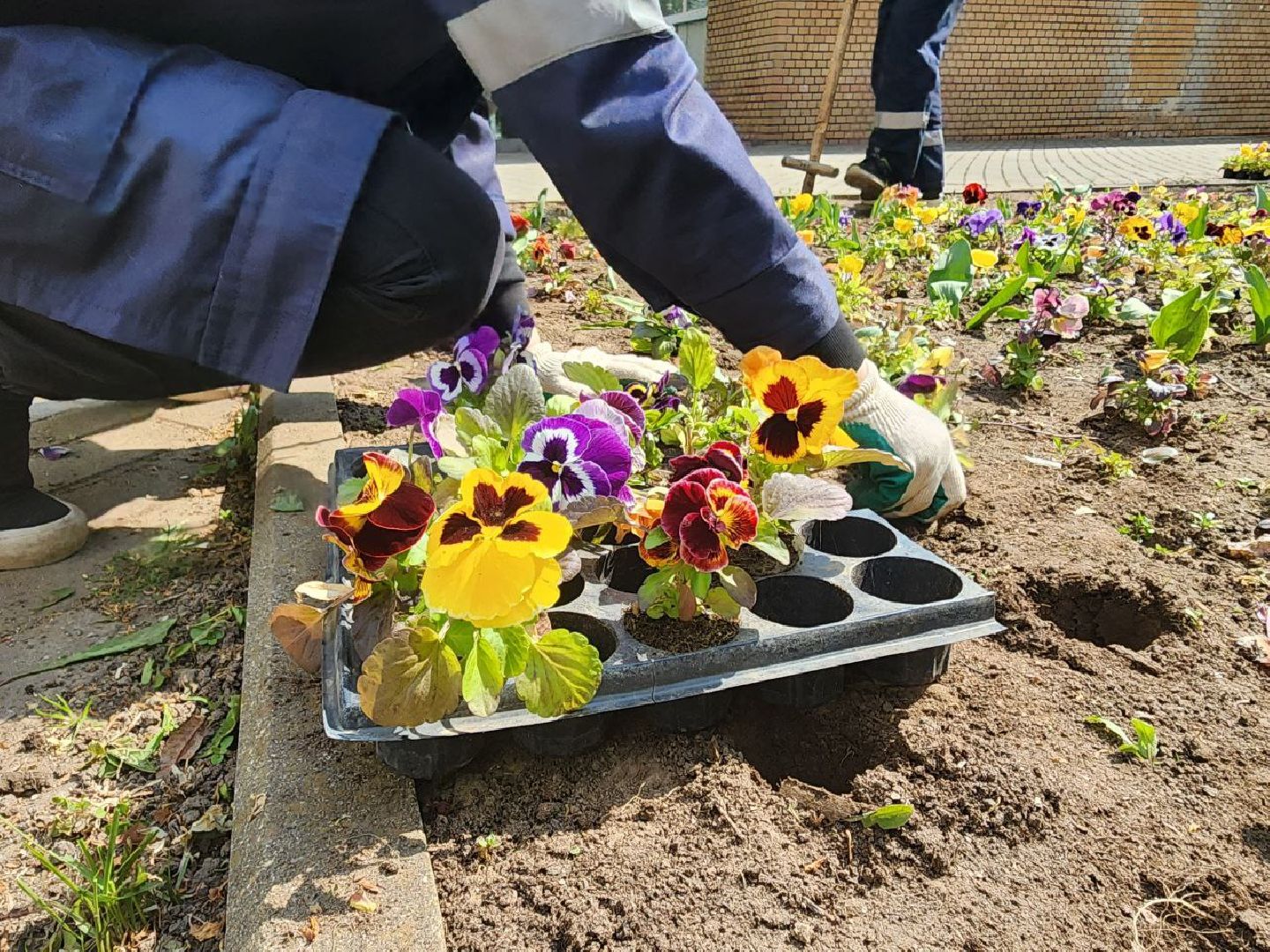 пущино, серпухов, цветы, благоуйстройство,