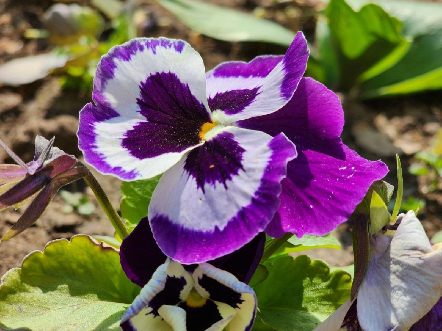 пущино, серпухов, цветы, благоуйстройство,