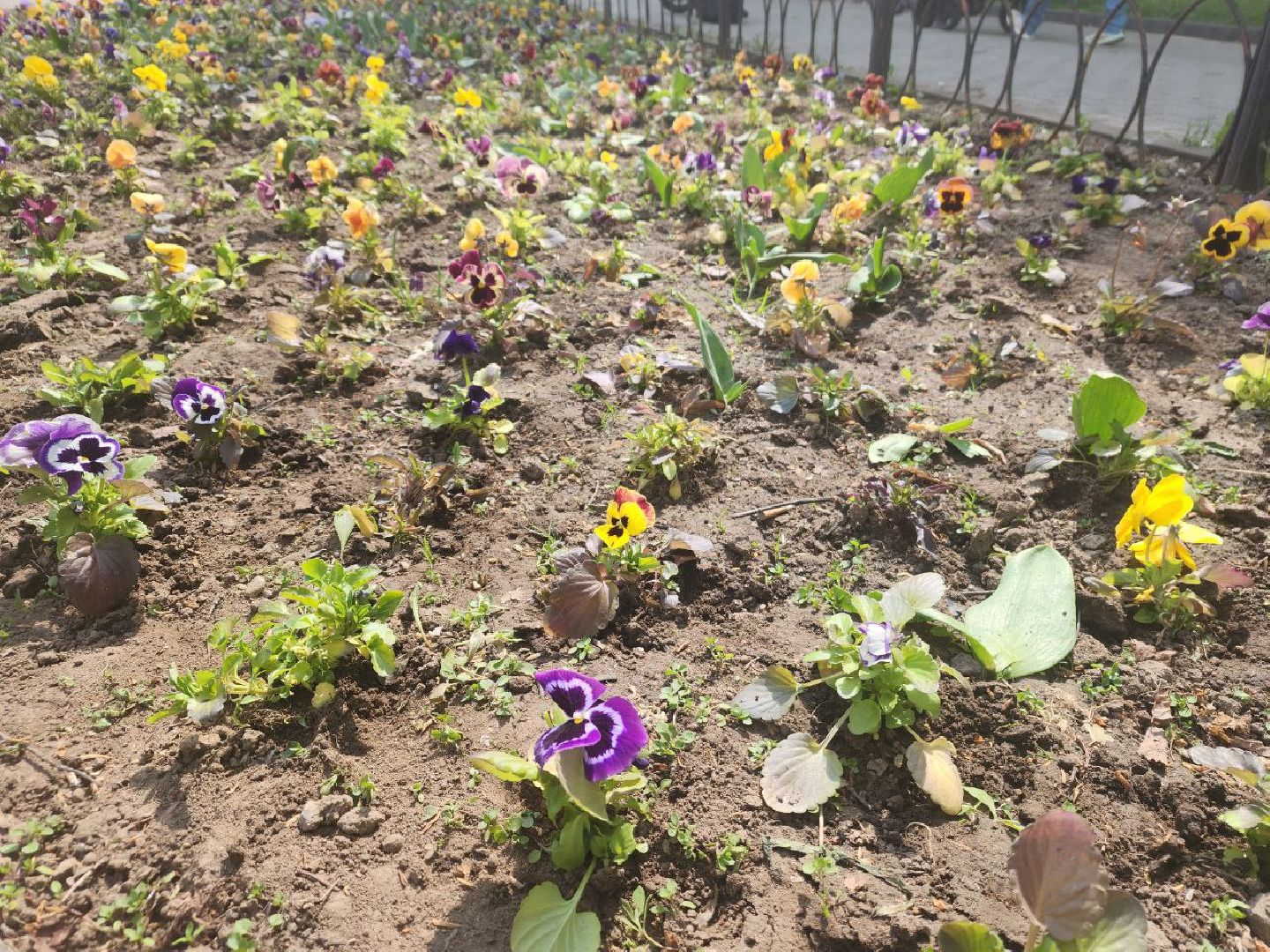 пущино, серпухов, цветы, благоуйстройство,