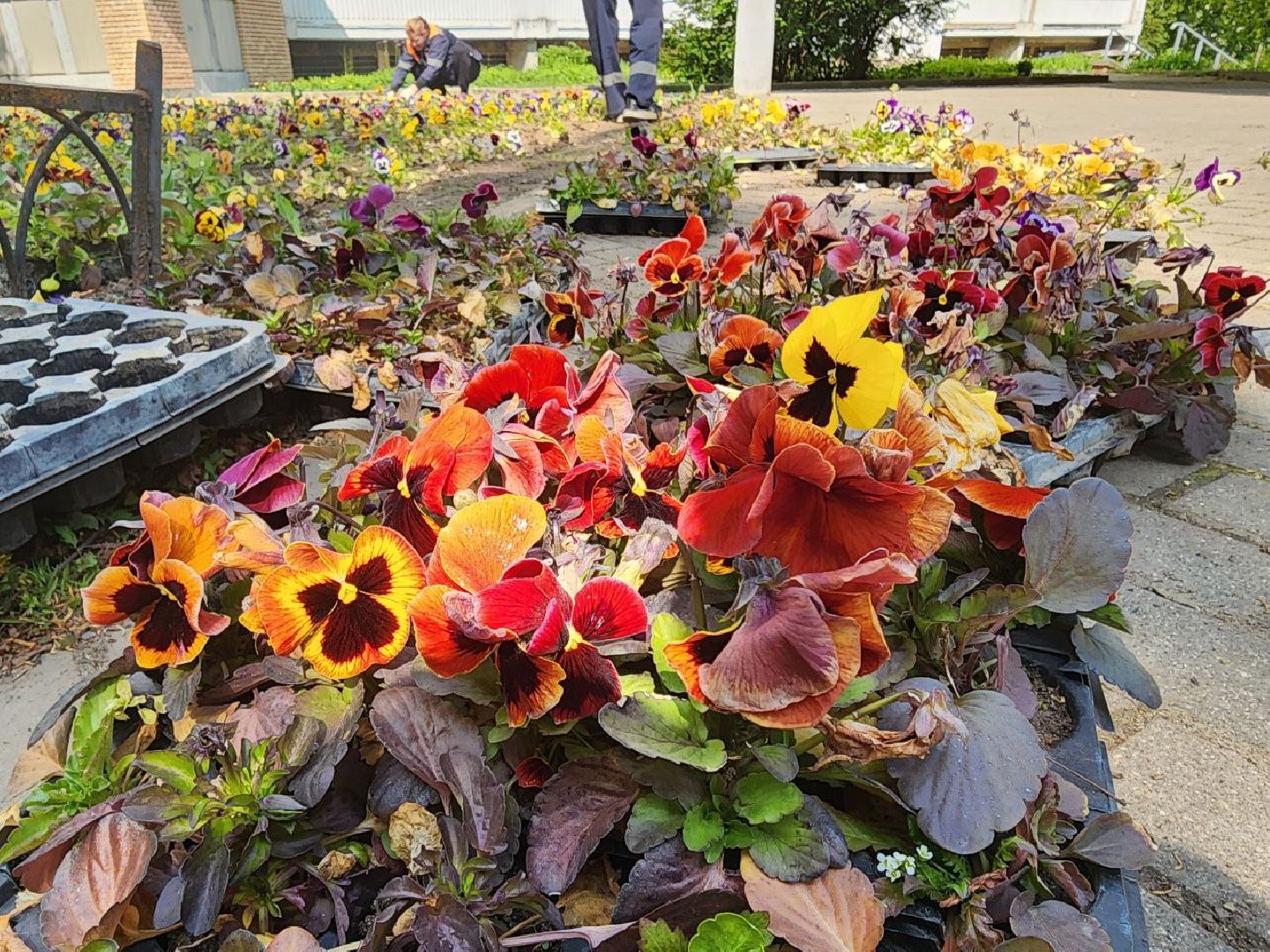 пущино, серпухов, цветы, благоуйстройство,