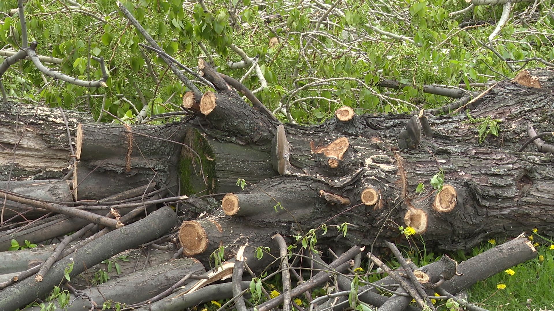 Реутов, старт, приалит, строительство, масштабная реконструкция, опиловка, деревья, академия Акинфеева,