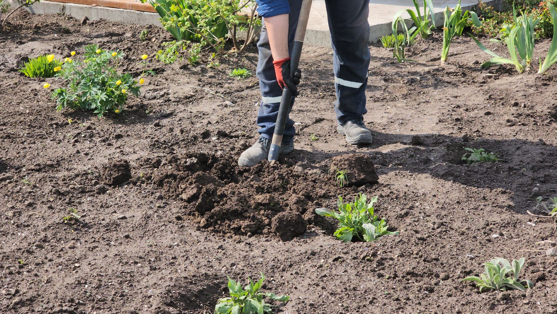 кпо, восток, техногрунт, удобрение, мусор, отходы, тюльпаны, цветы,