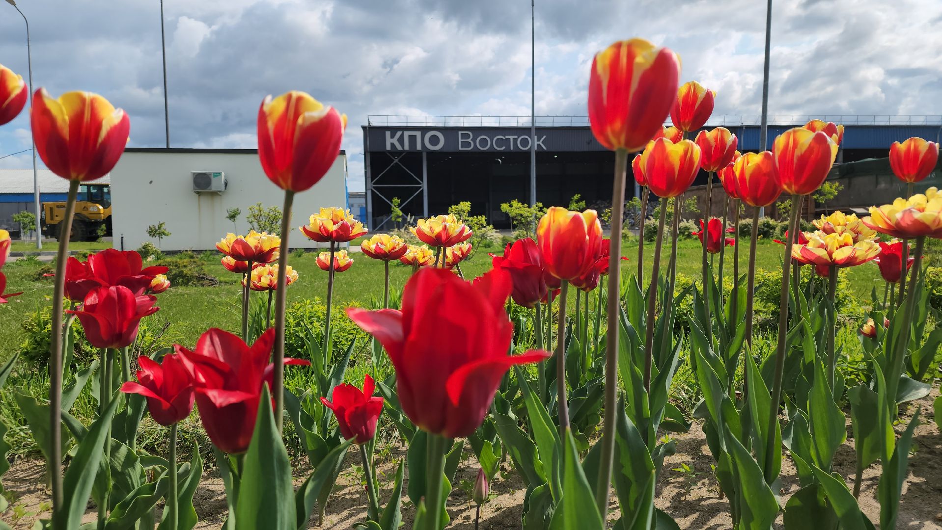 кпо, восток, техногрунт, удобрение, мусор, отходы, тюльпаны, цветы,