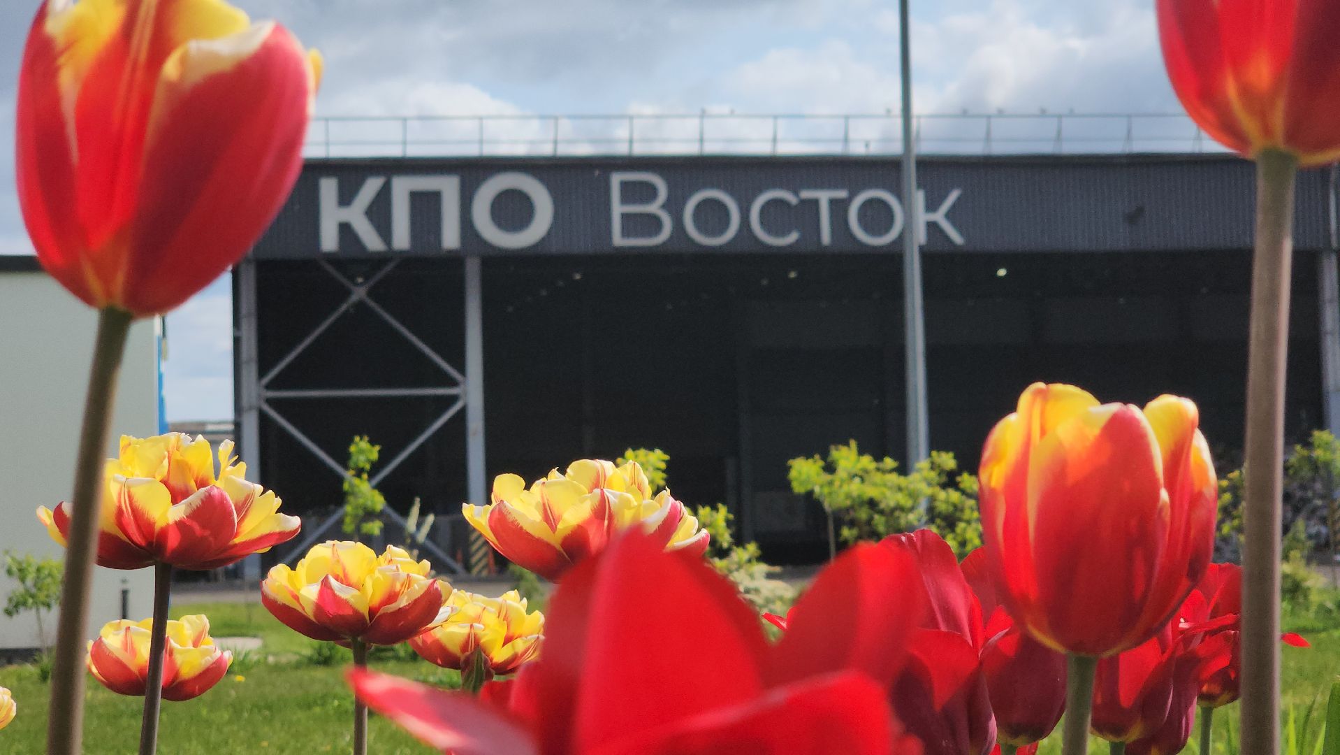 кпо, восток, техногрунт, удобрение, мусор, отходы, тюльпаны, цветы,