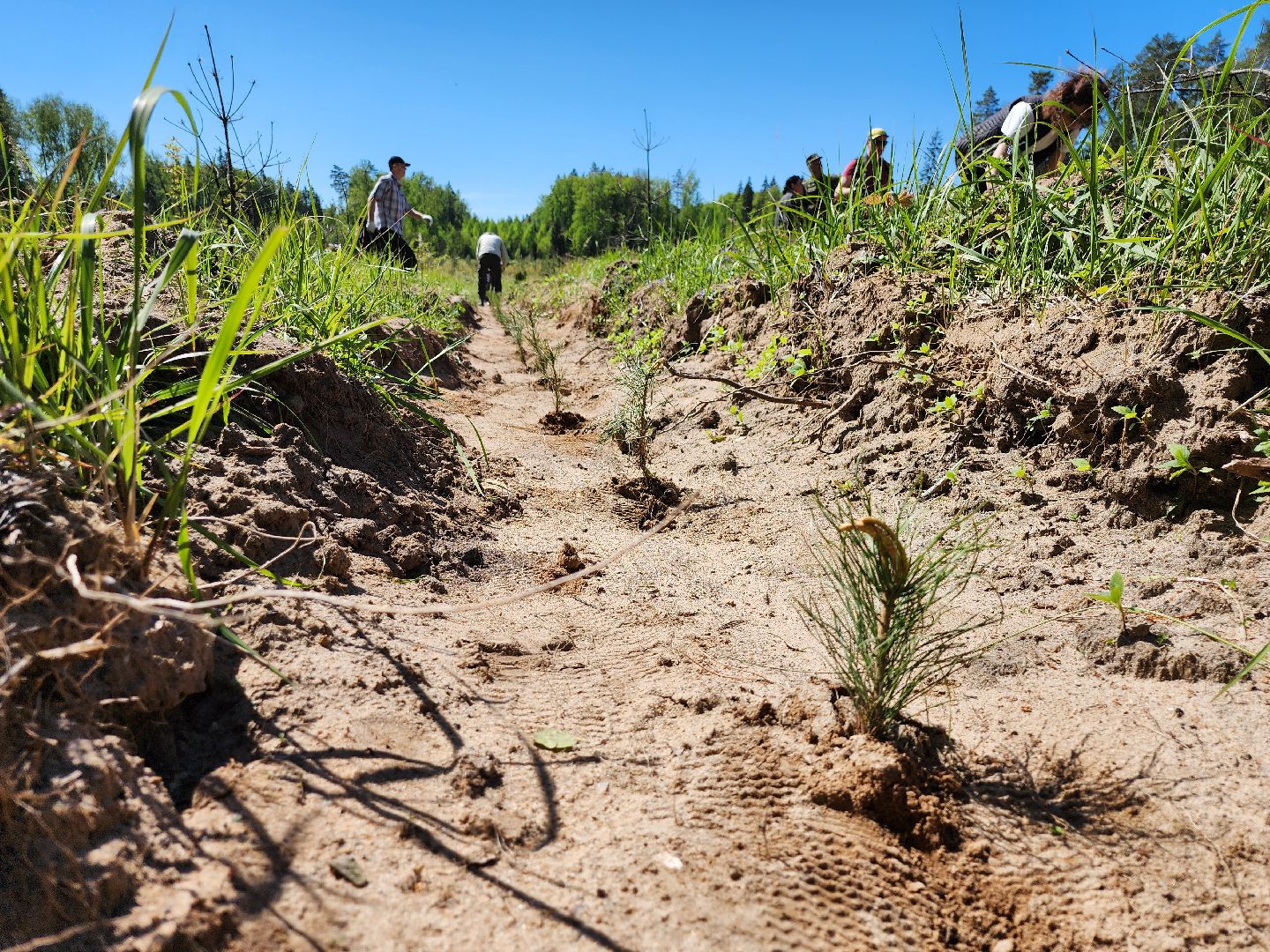 серпухов, подмосковье, лес будущего, лесничие серпухова,