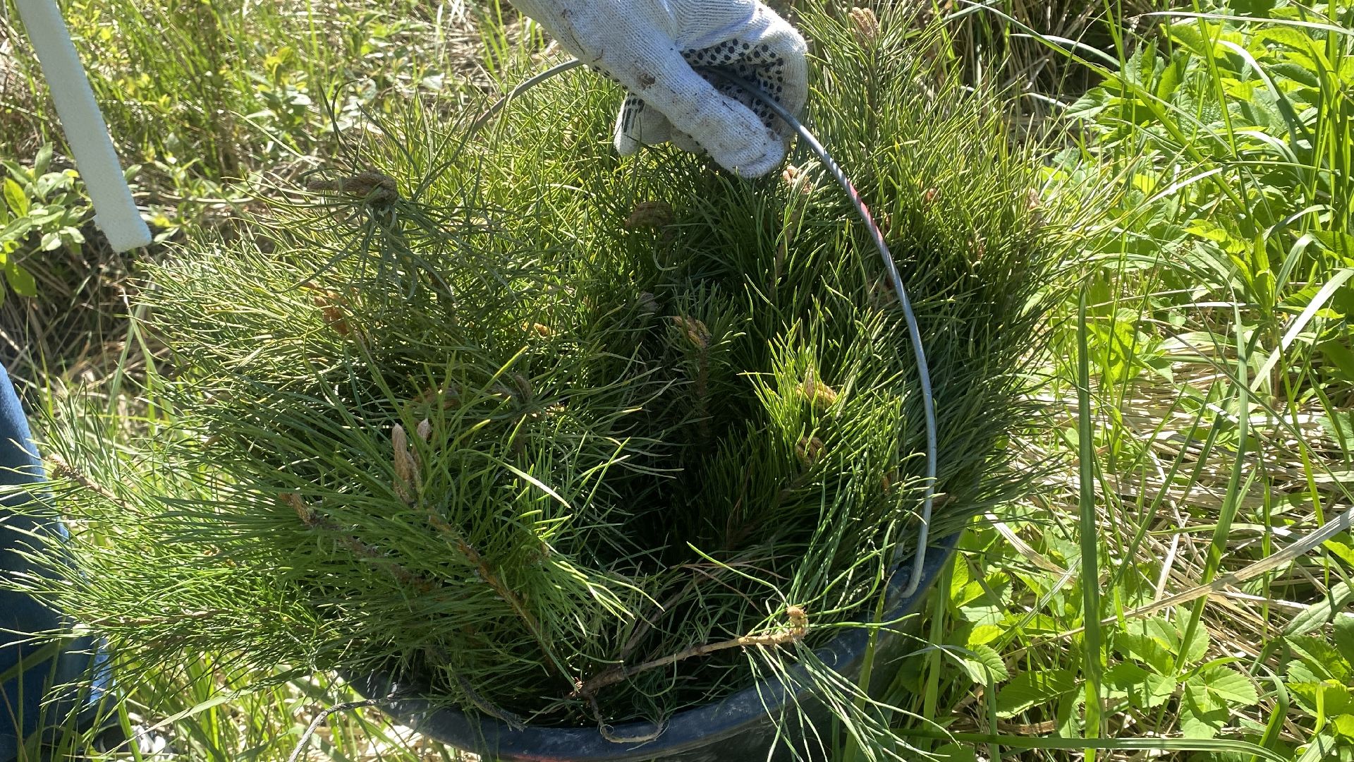 эколого-патриотической акции Лес будущего», акция Сад Памяти, посадка деревьев, лесфонд, мособллес,