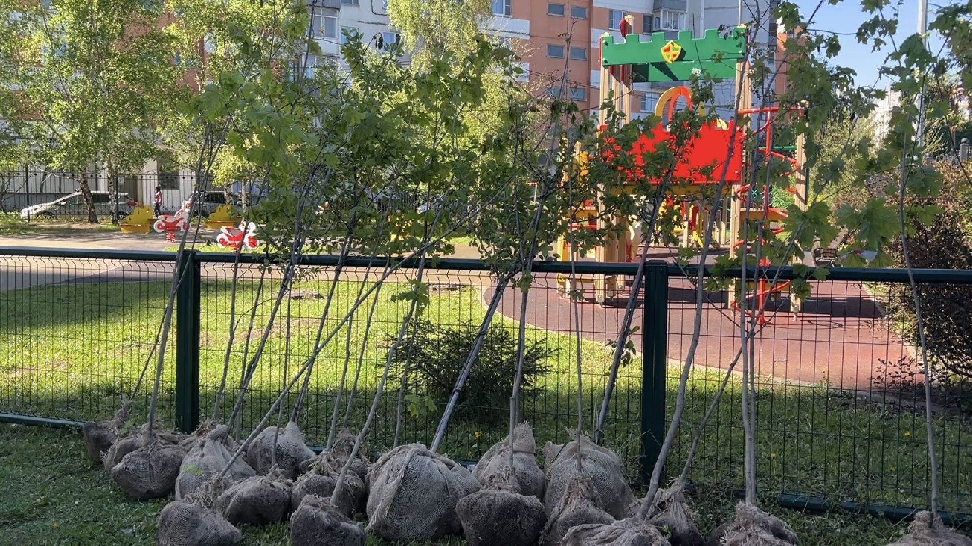 химки, благоустройство, лес будущего, высадка деревьев,