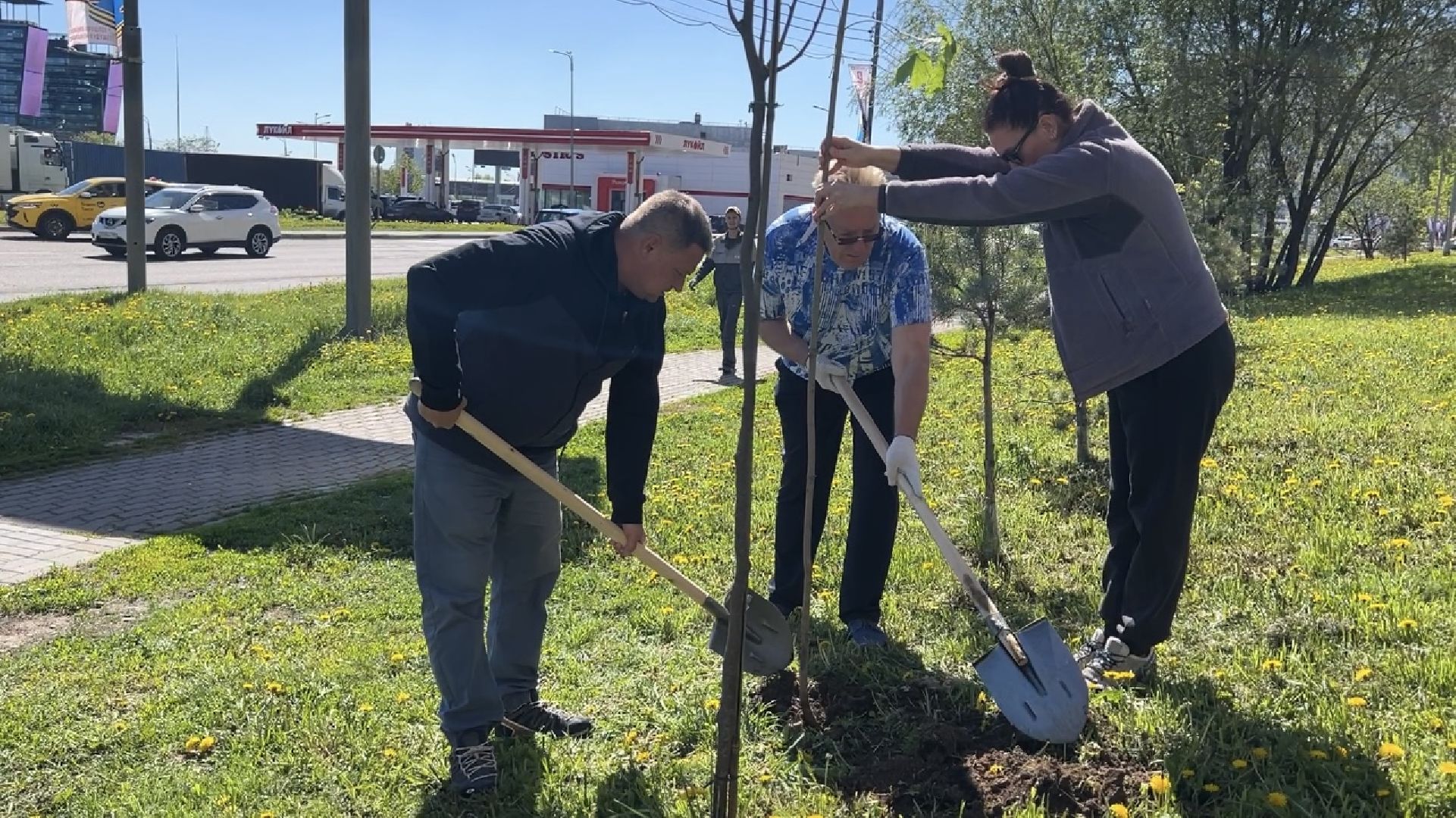 химки, благоустройство, лес будущего, высадка деревьев,
