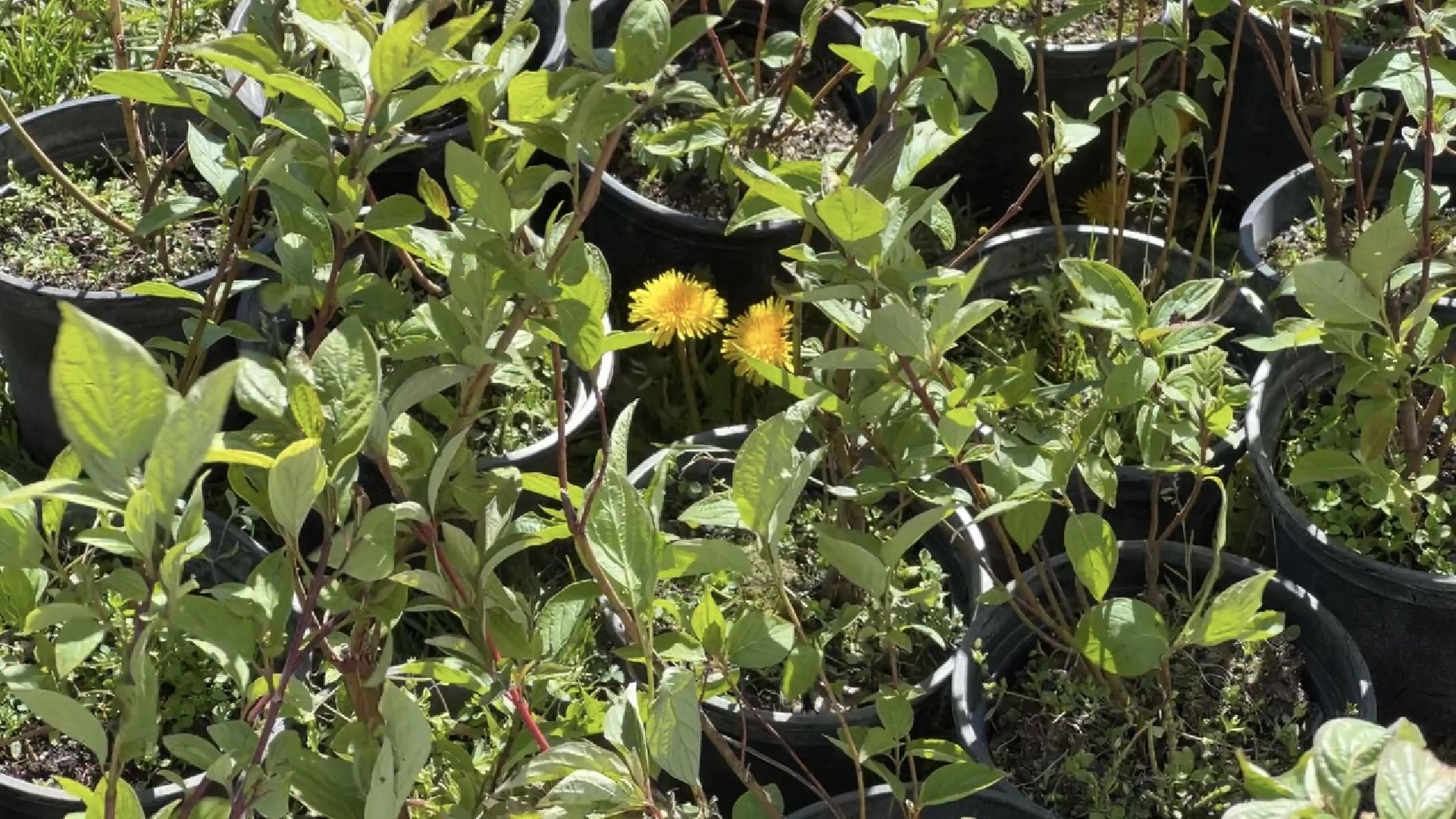 химки, благоустройство, лес будущего, высадка деревьев,