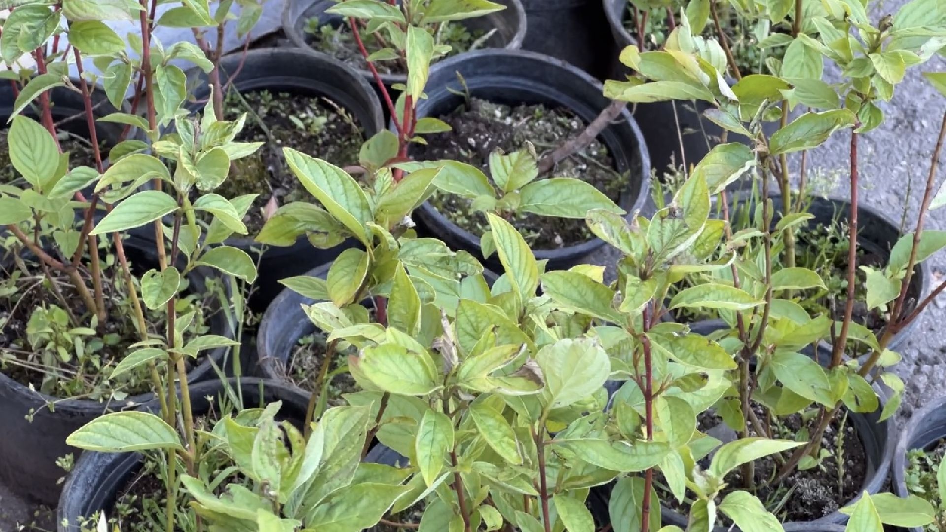 химки, благоустройство, лес будущего, высадка деревьев,