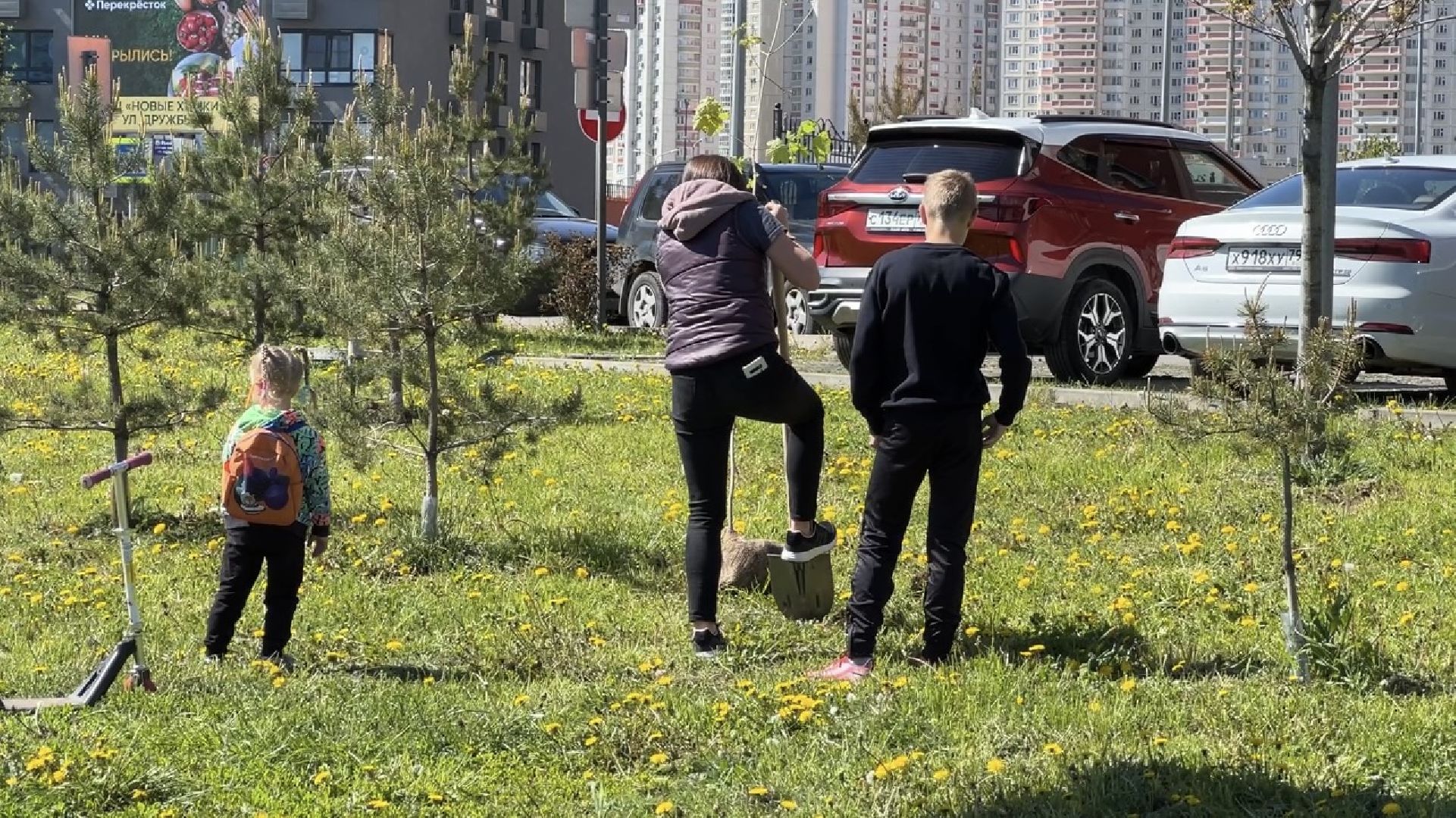 химки, благоустройство, лес будущего, высадка деревьев,