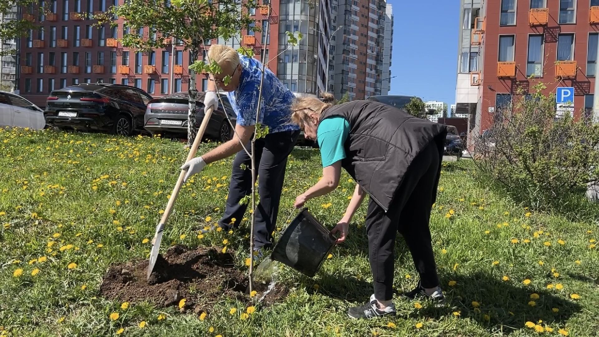 химки, благоустройство, лес будущего, высадка деревьев,