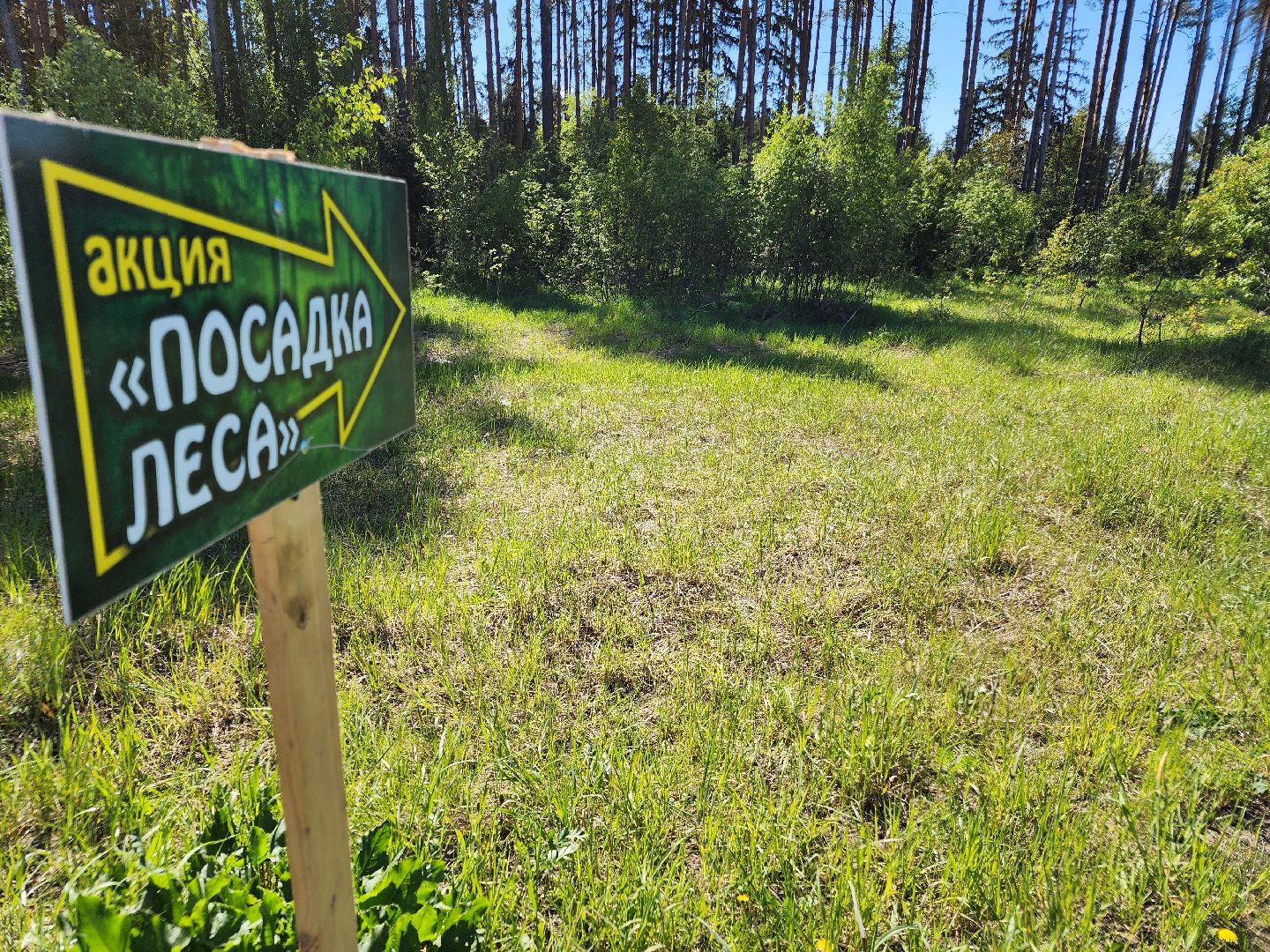 посадка леса, лес будущего, орехово-зуевский округ,