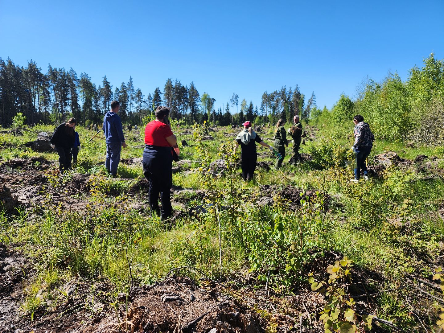 посадка леса, лес будущего, орехово-зуевский округ,