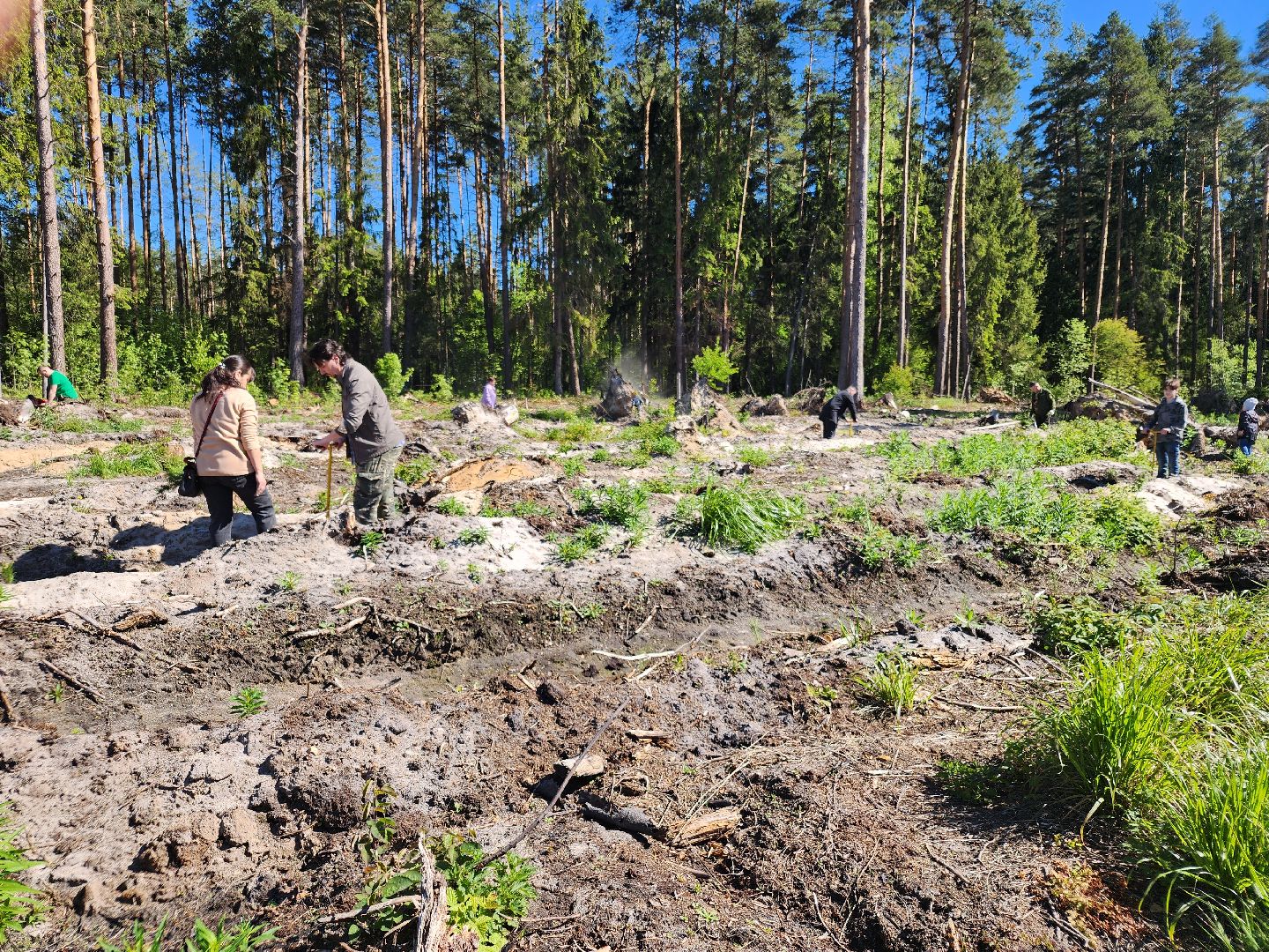 посадка леса, лес будущего, орехово-зуевский округ,