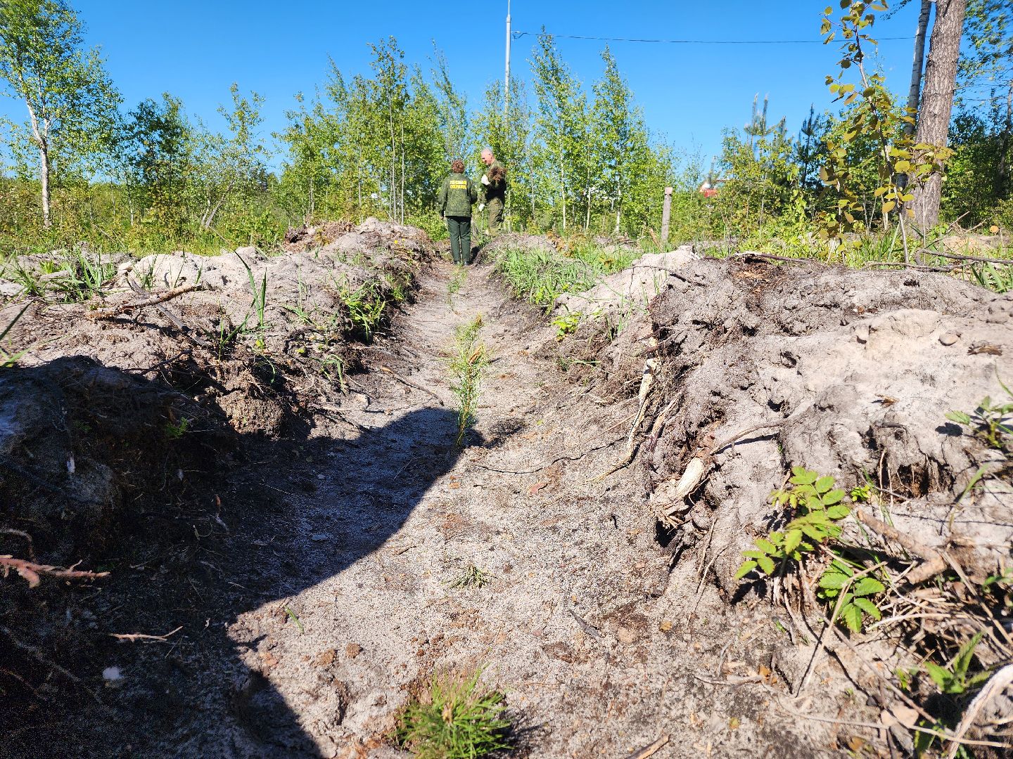 посадка леса, лес будущего, орехово-зуевский округ,