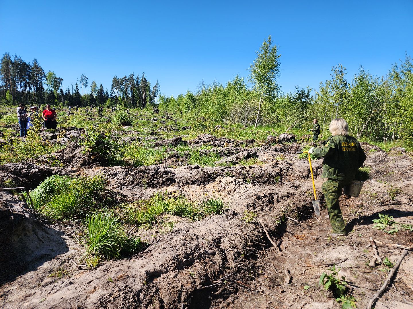 посадка леса, лес будущего, орехово-зуевский округ,
