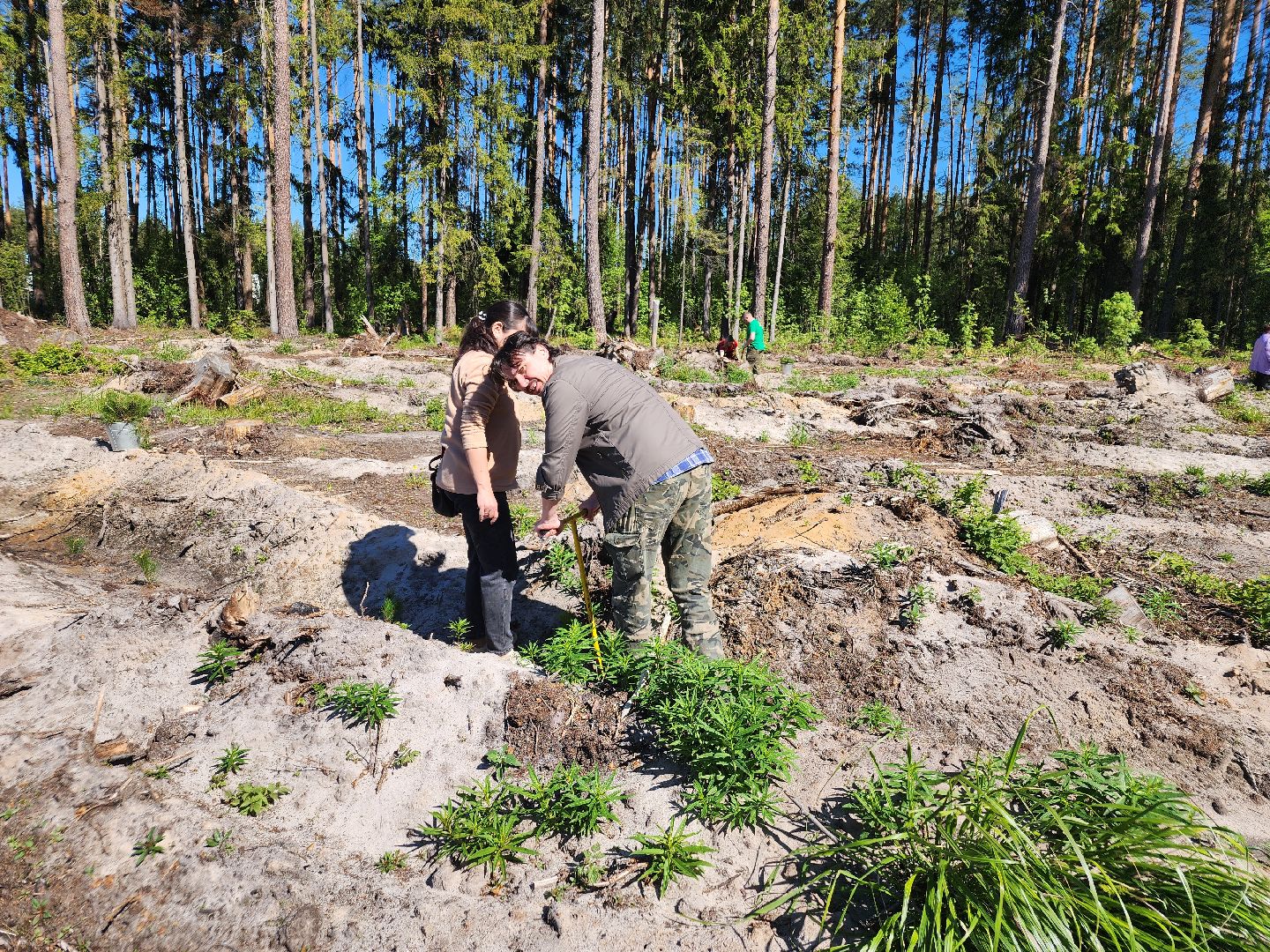 посадка леса, лес будущего, орехово-зуевский округ,