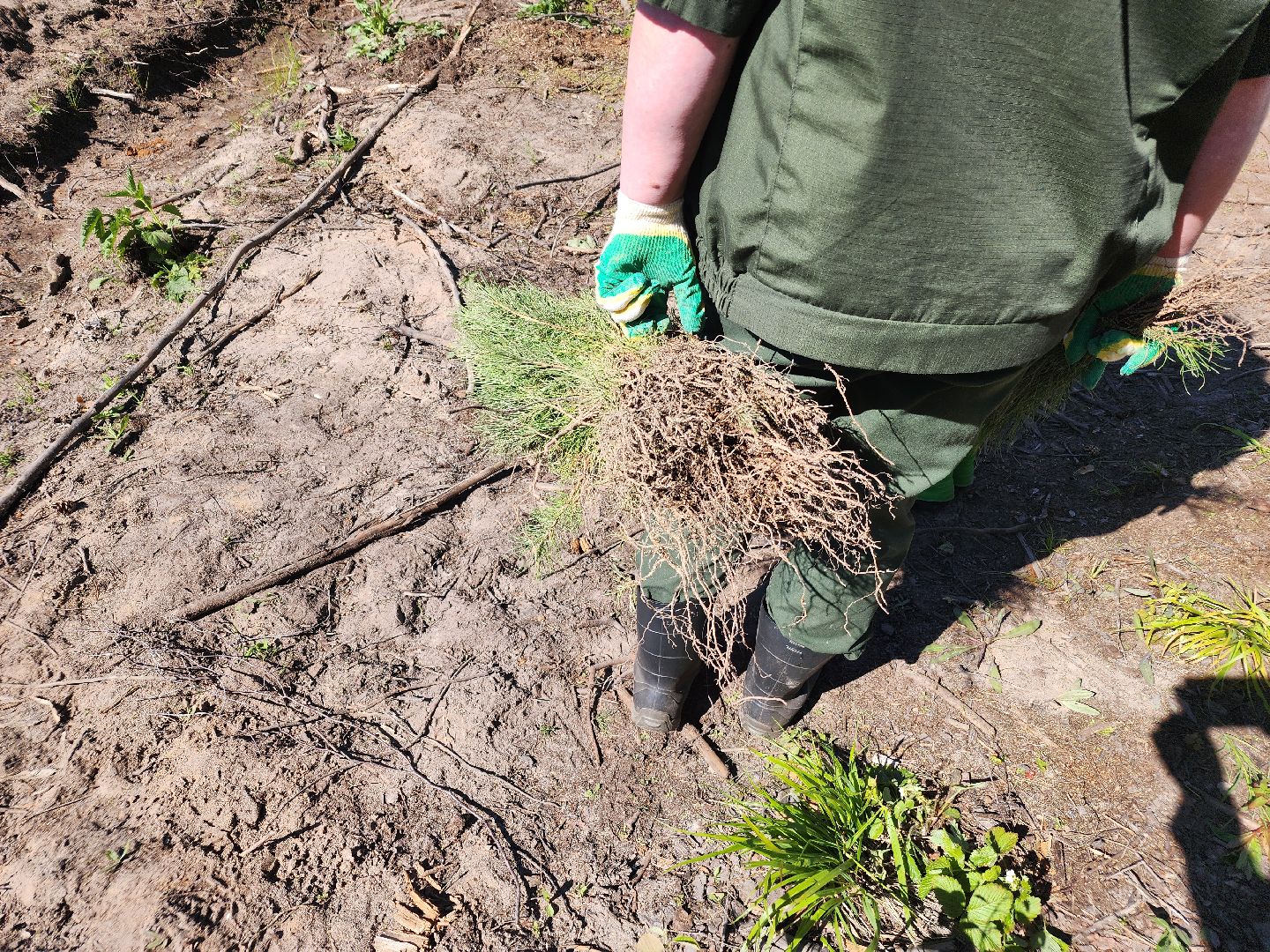 посадка леса, лес будущего, орехово-зуевский округ,