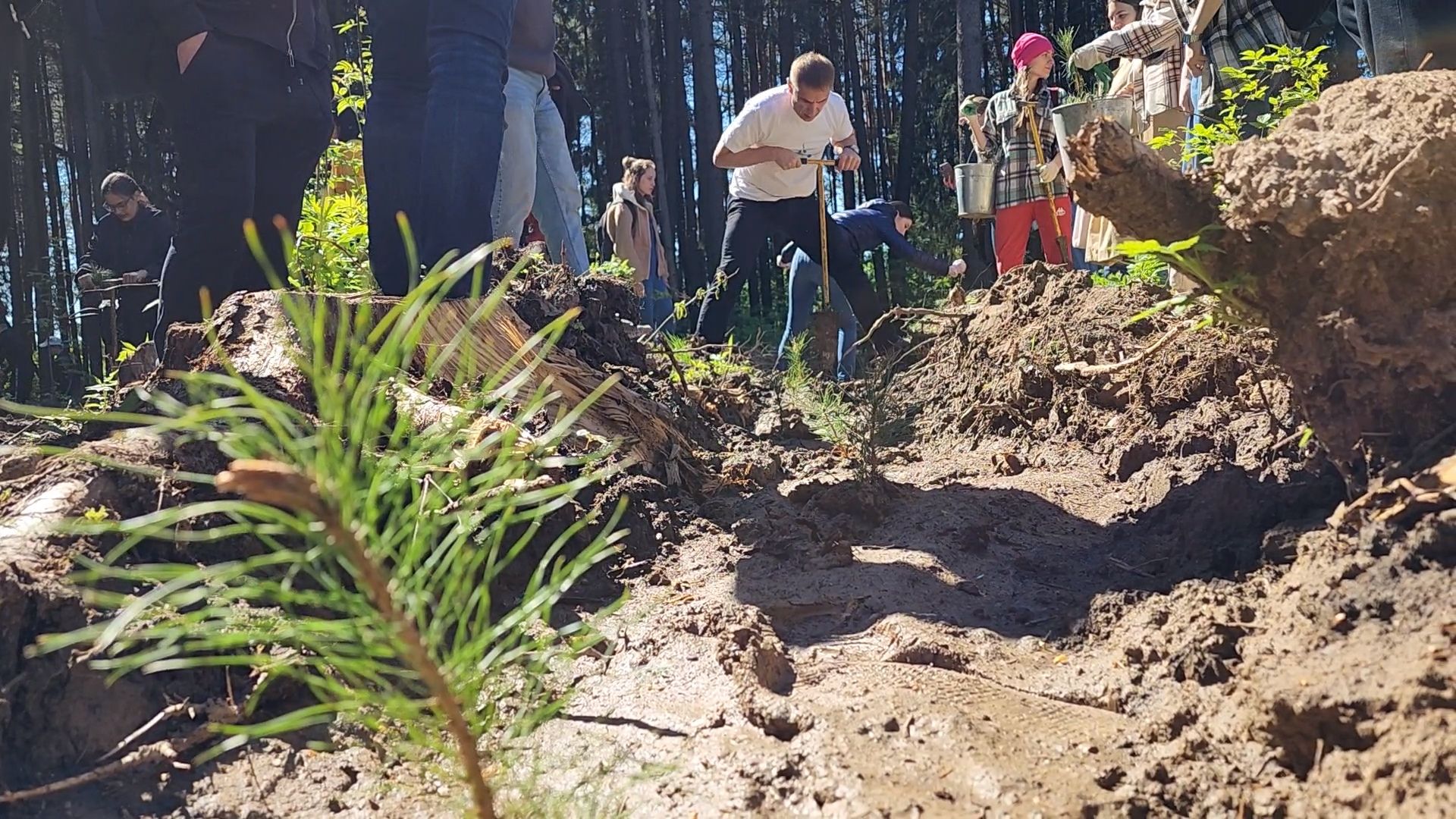 Одинцово, кубинка, лес, экология,