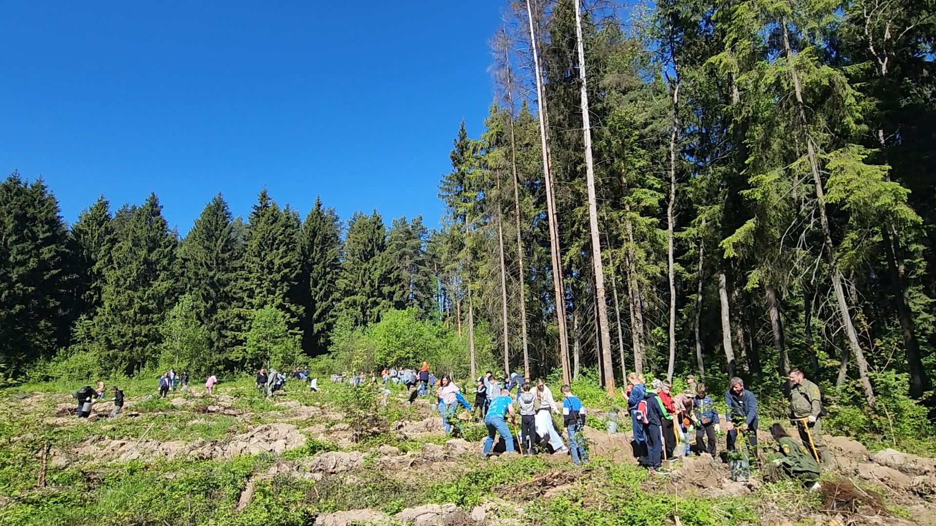 Одинцово, кубинка, лес, экология,