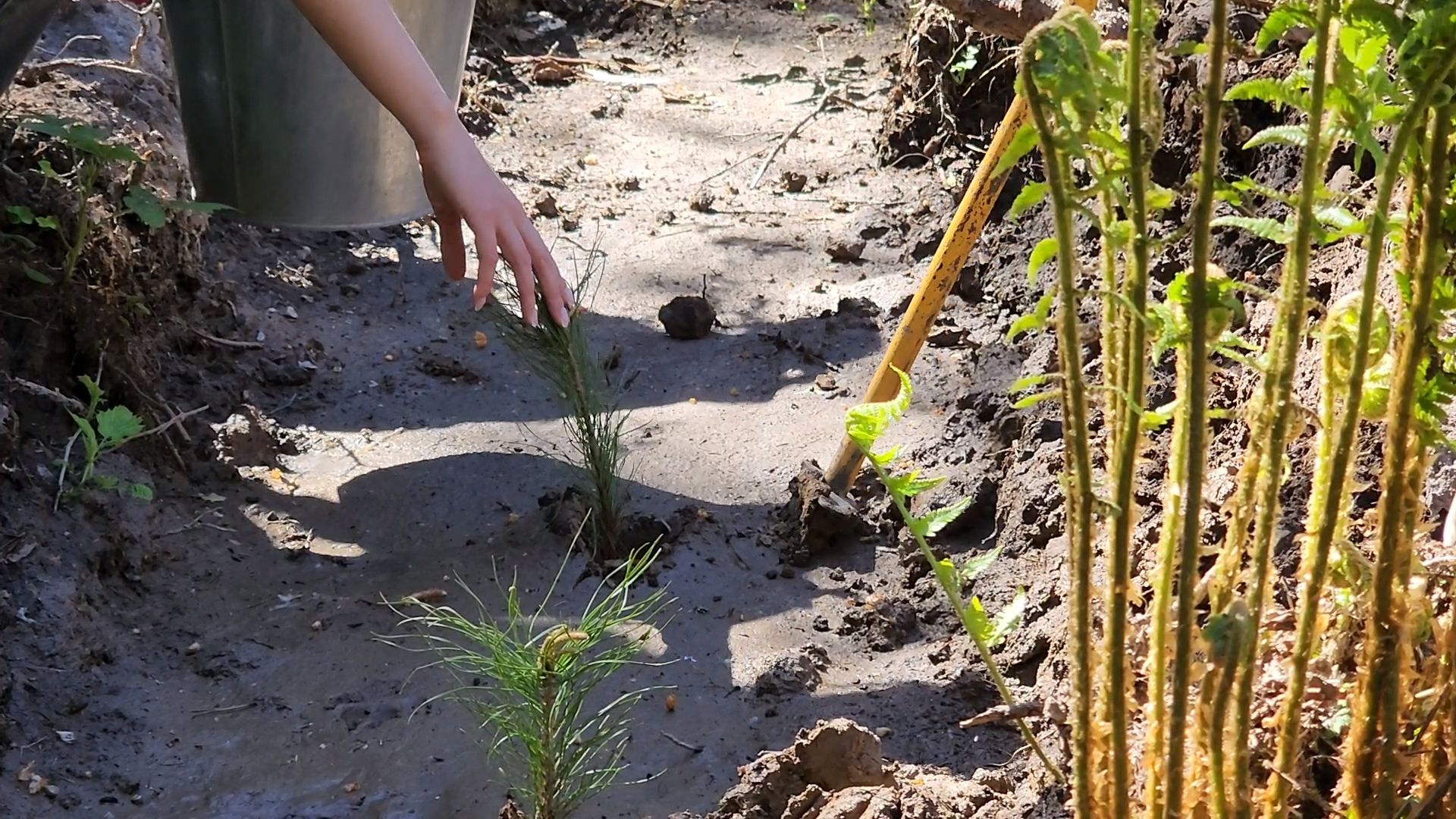 Одинцово, кубинка, лес, экология,