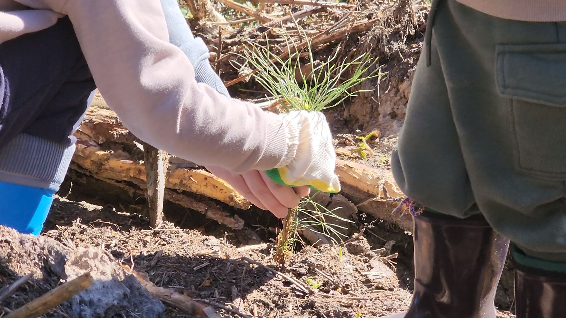 Одинцово, кубинка, лес, экология,