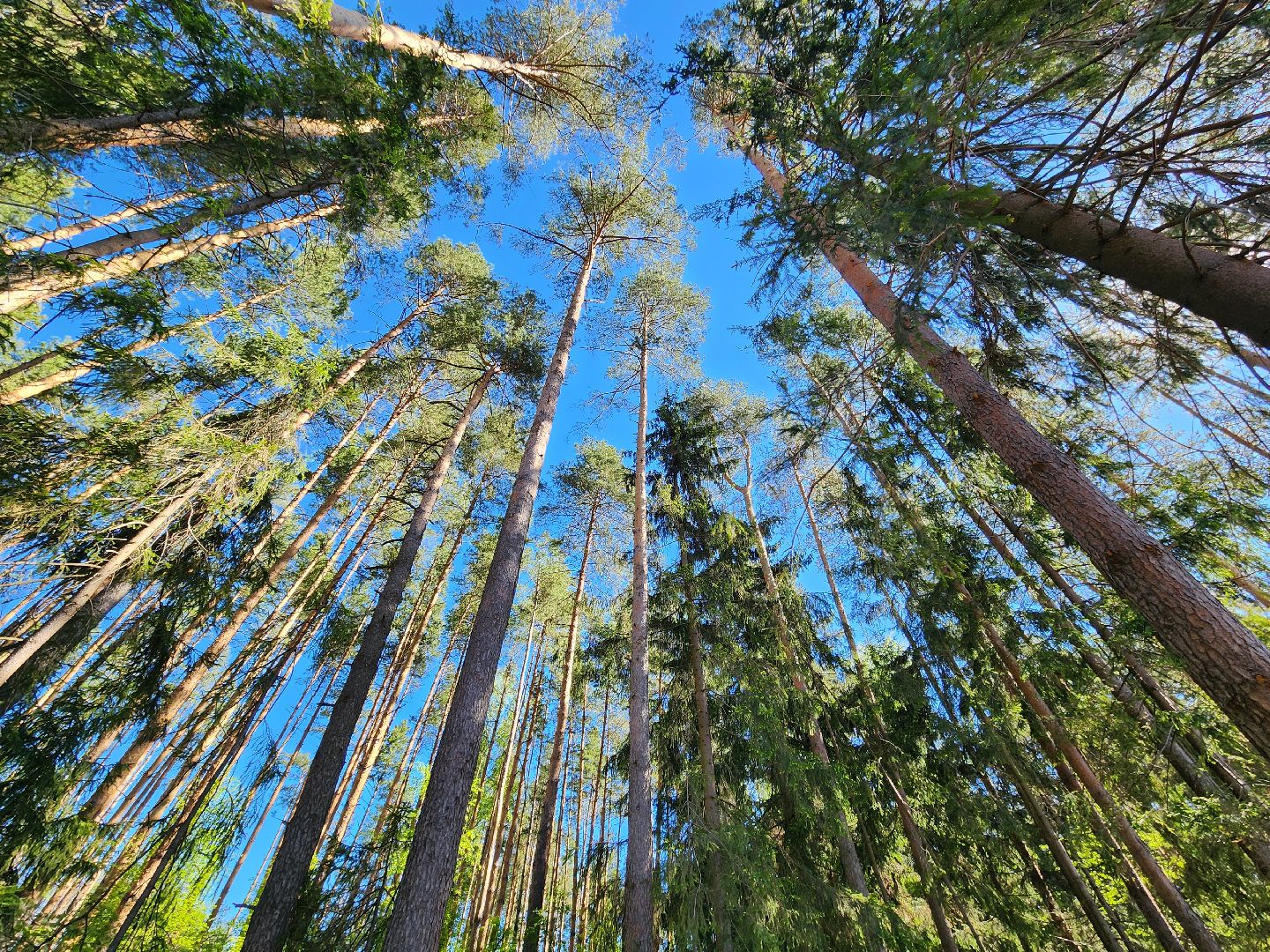 Лесовосстановление, орехово-зуевский округ,посадка леса,